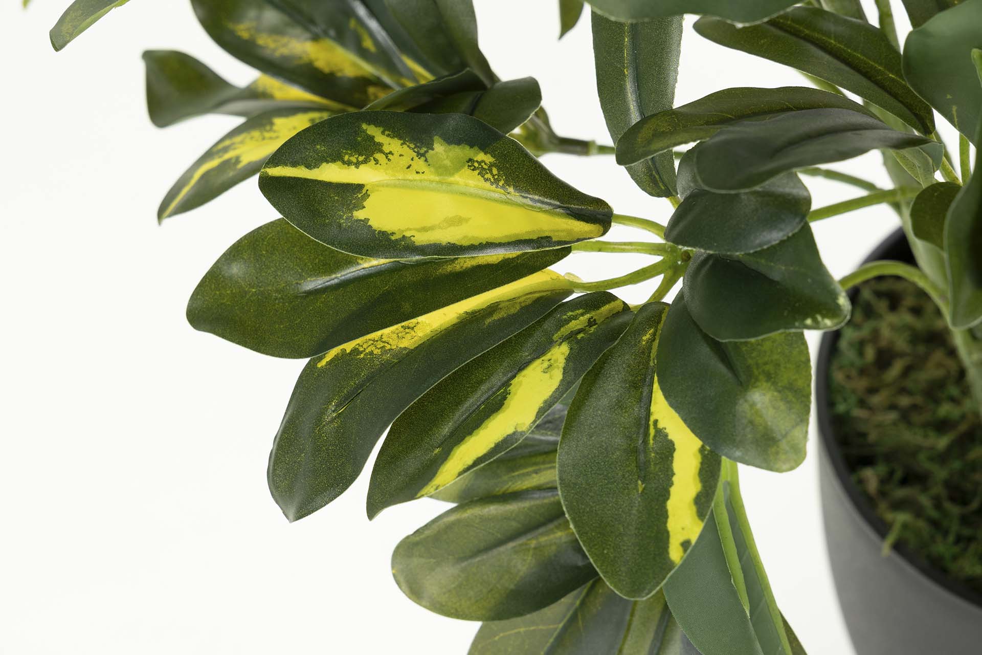 PLANTA SCHEFFLERA ARBORICOLA 50x50x95 CM
