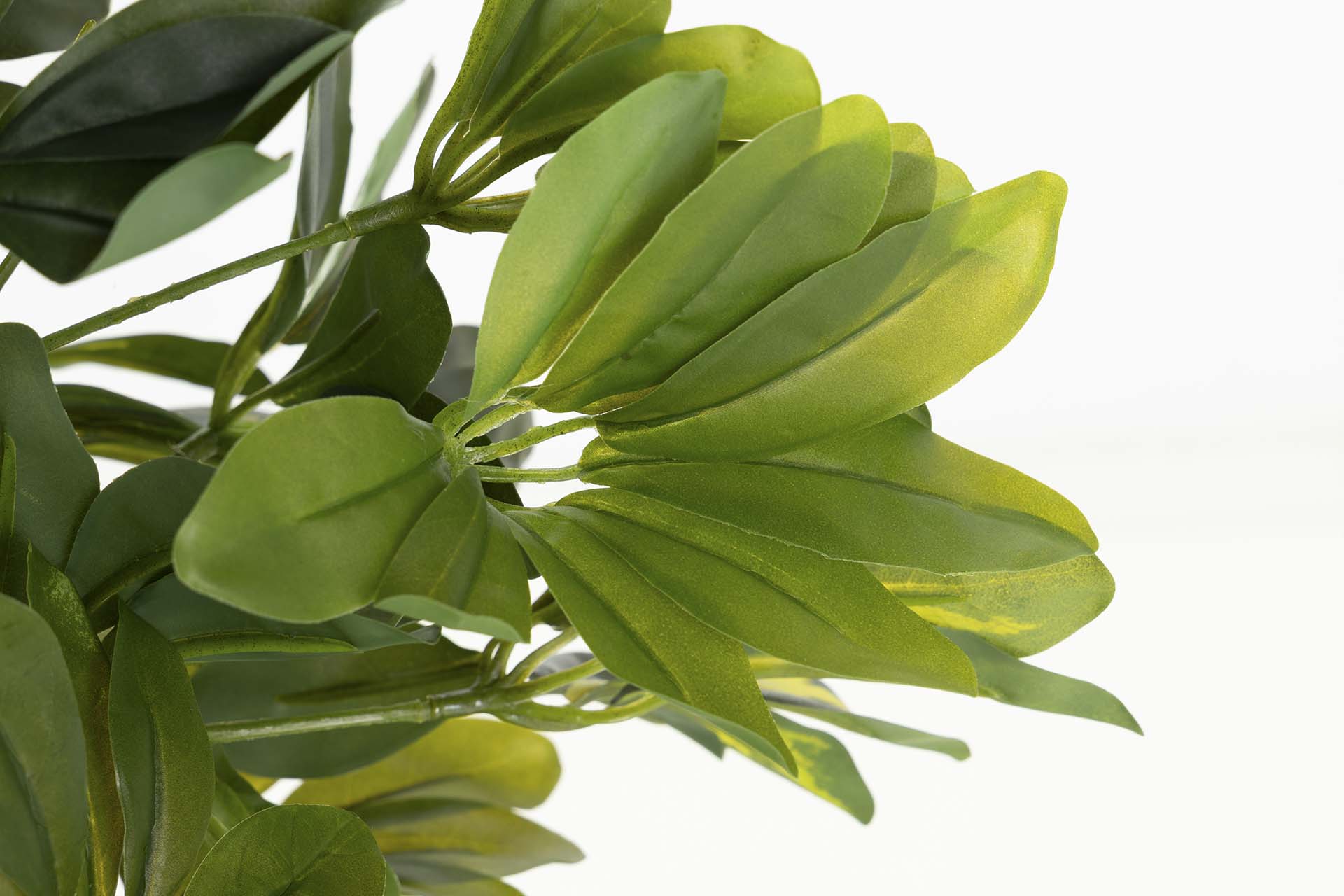PLANTA SCHEFFLERA ARBORICOLA 50x50x95 CM