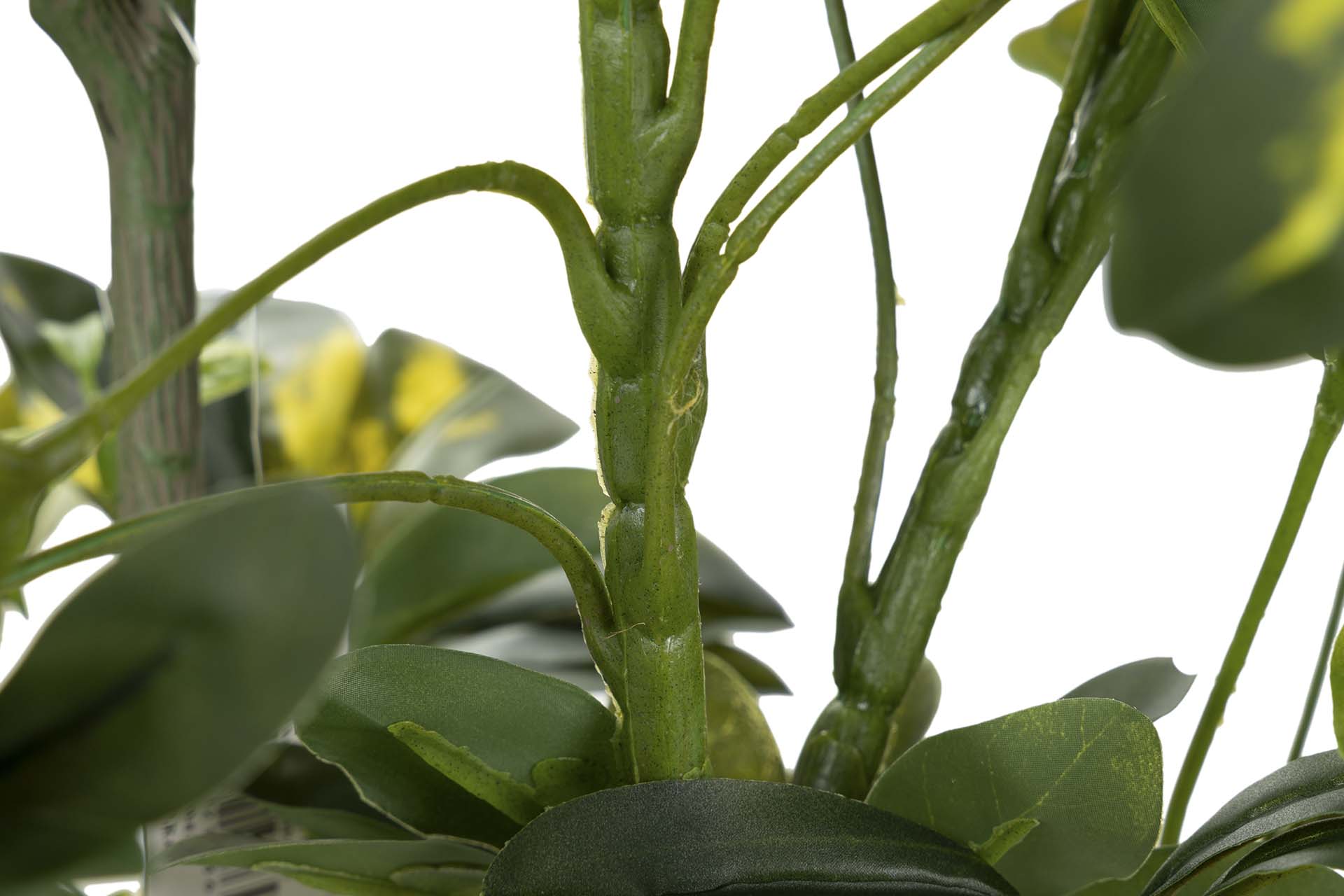 PLANTA SCHEFFLERA ARBORICOLA 50x50x95 CM