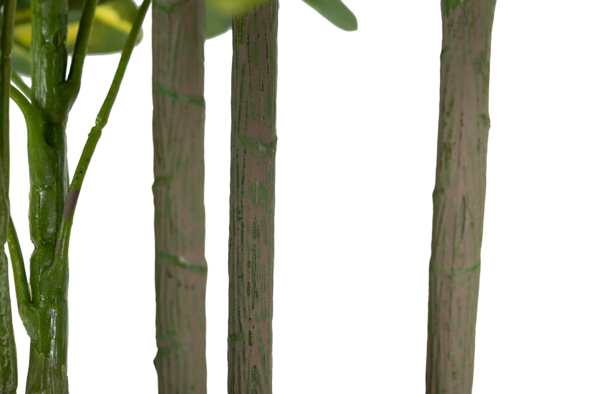 PLANTA SCHEFFLERA ARBORICOLA 50x50x95 CM