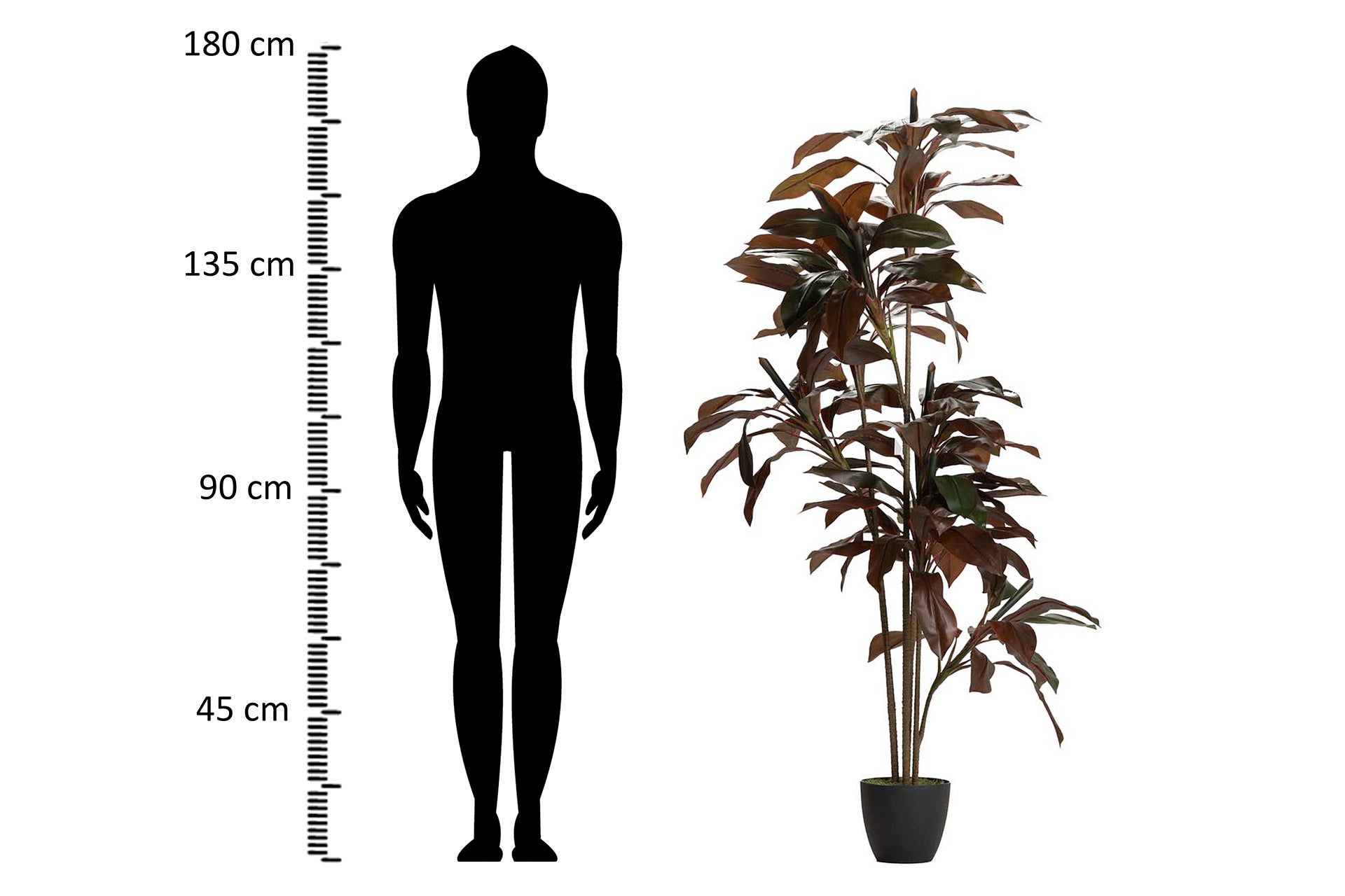 PLANTA DE FRUTICOSE ORDYLINE 80x80x170 CM