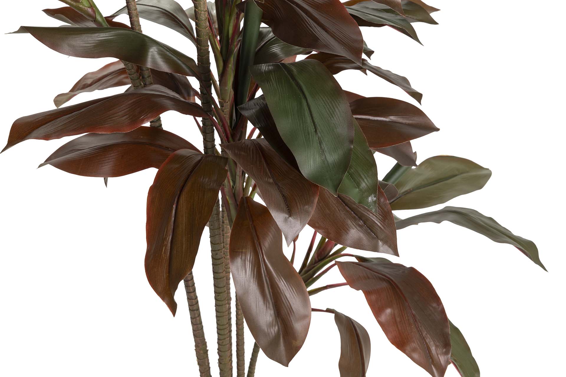 PLANTA DE FRUTICOSE ORDYLINE 80x80x170 CM