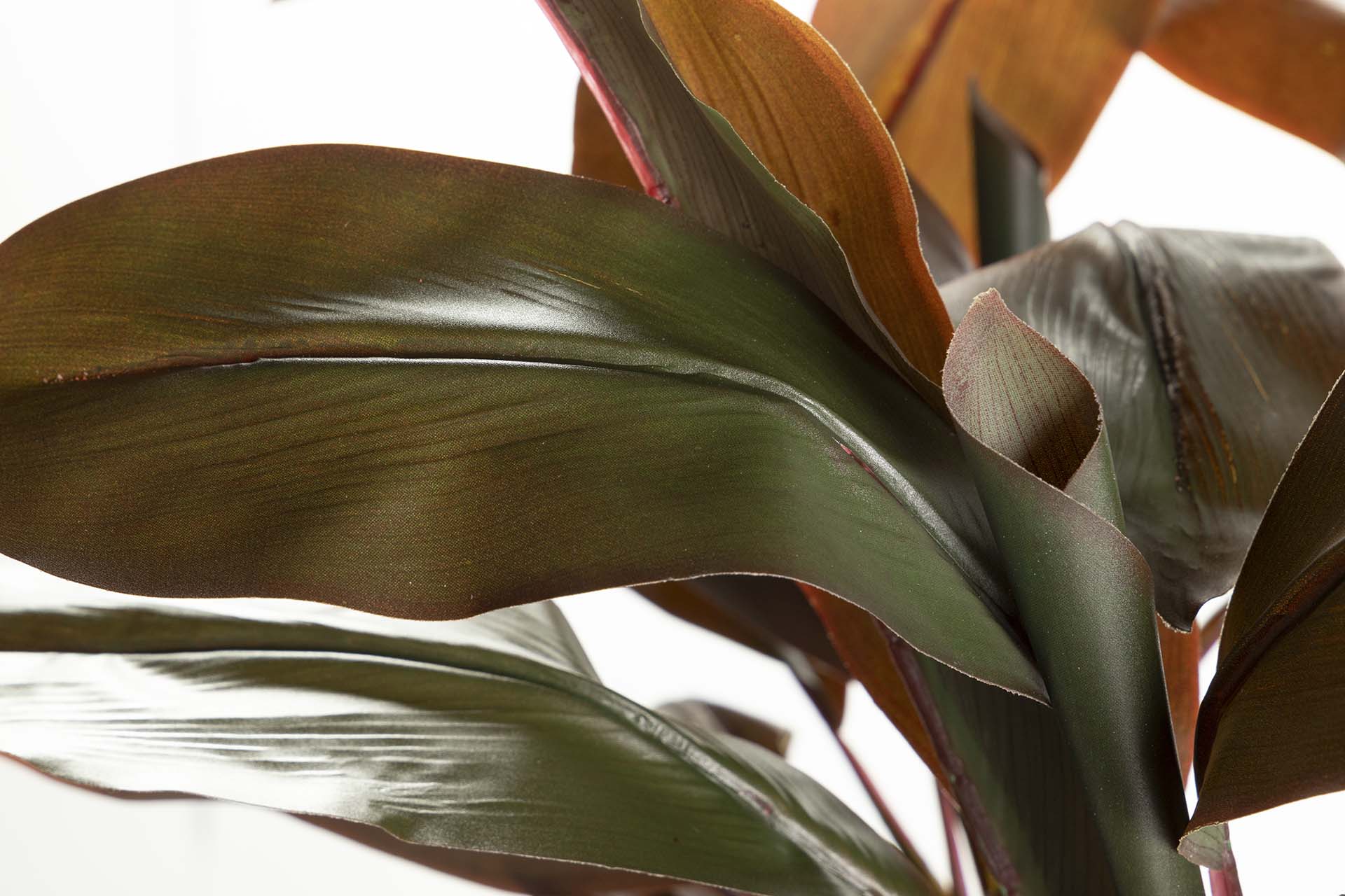 PLANTA DE FRUTICOSE ORDYLINE 80x80x170 CM