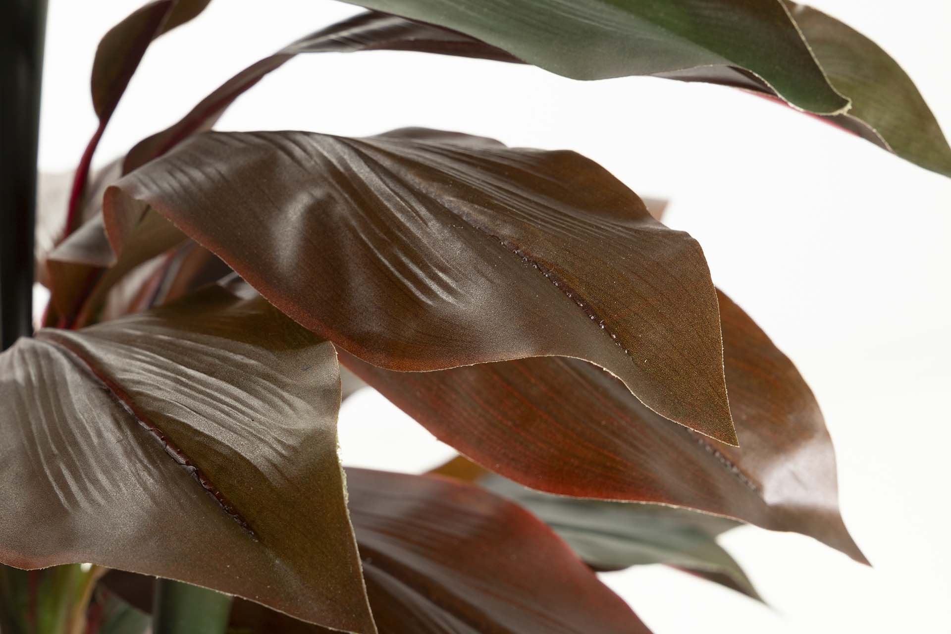 PLANTA DE FRUTICOSE ORDYLINE 80x80x170 CM