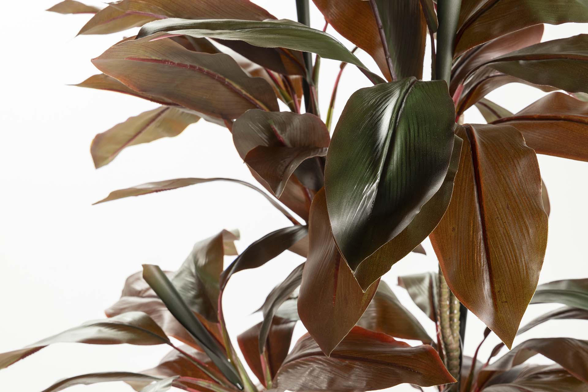 PLANTA DE FRUTICOSE ORDYLINE 80x80x170 CM