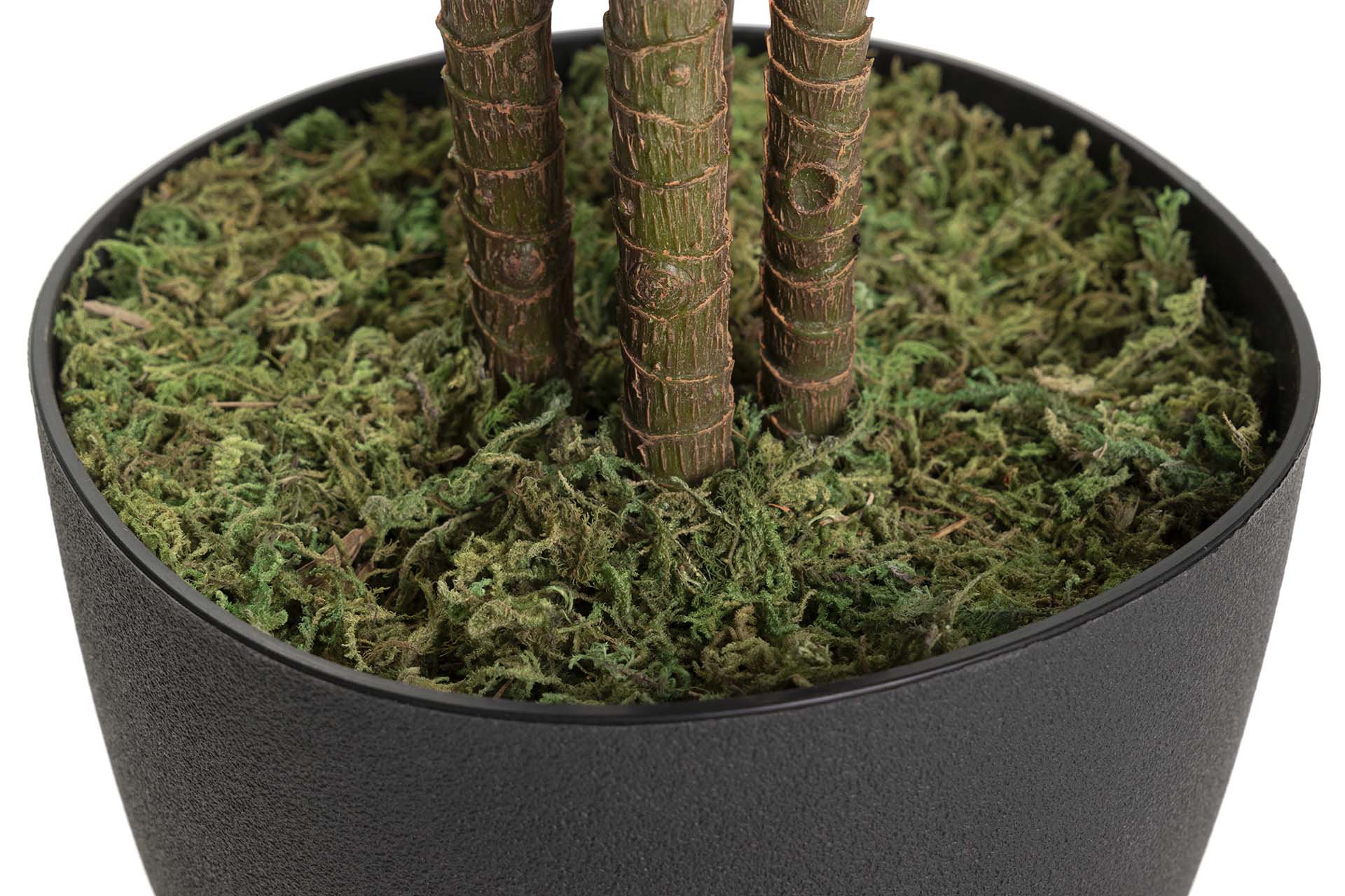 PLANTA DE FRUTICOSE ORDYLINE 80x80x170 CM