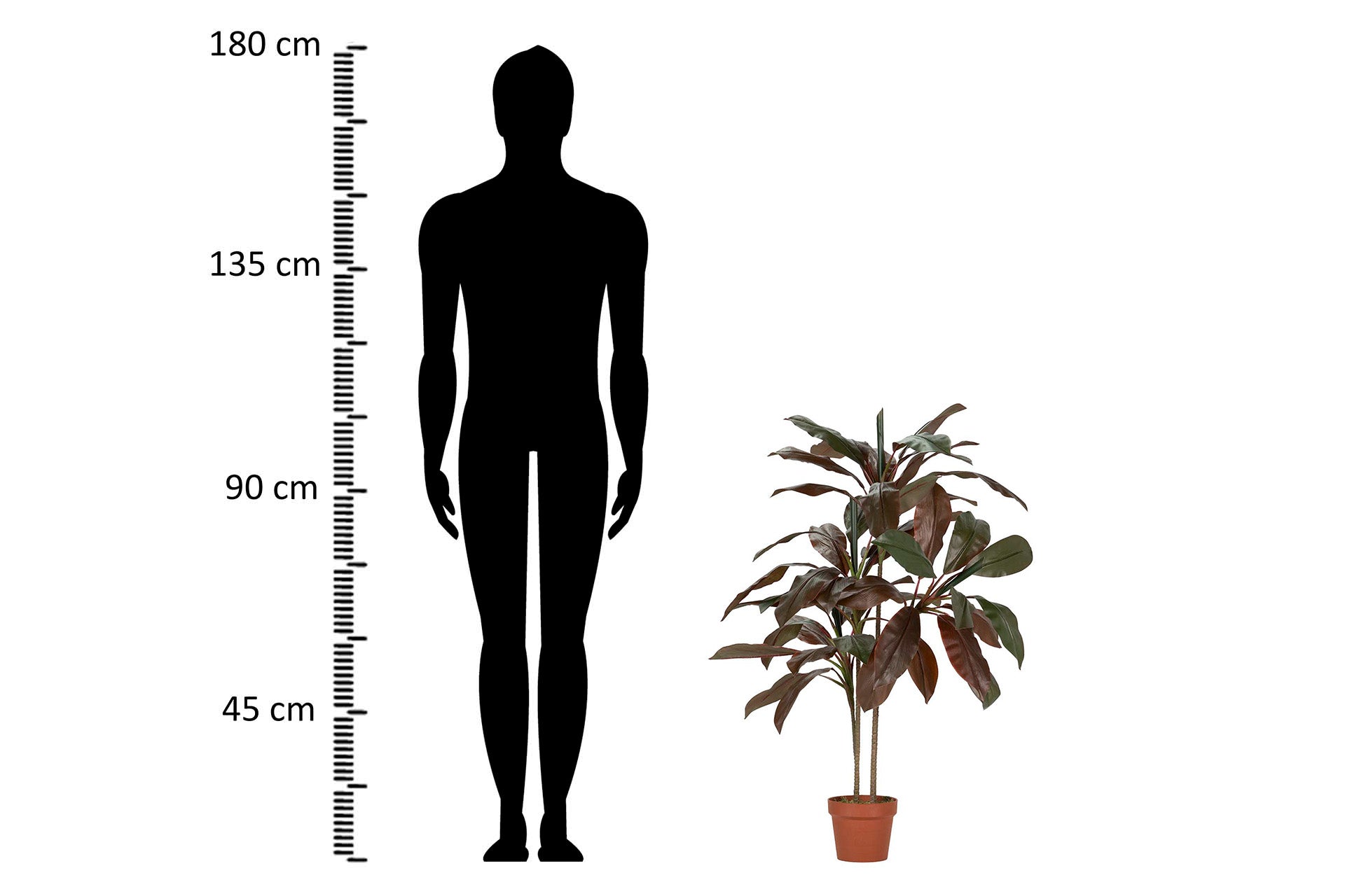 PLANTA CORDYLINE FRUTICOSA 70x60x110 CM