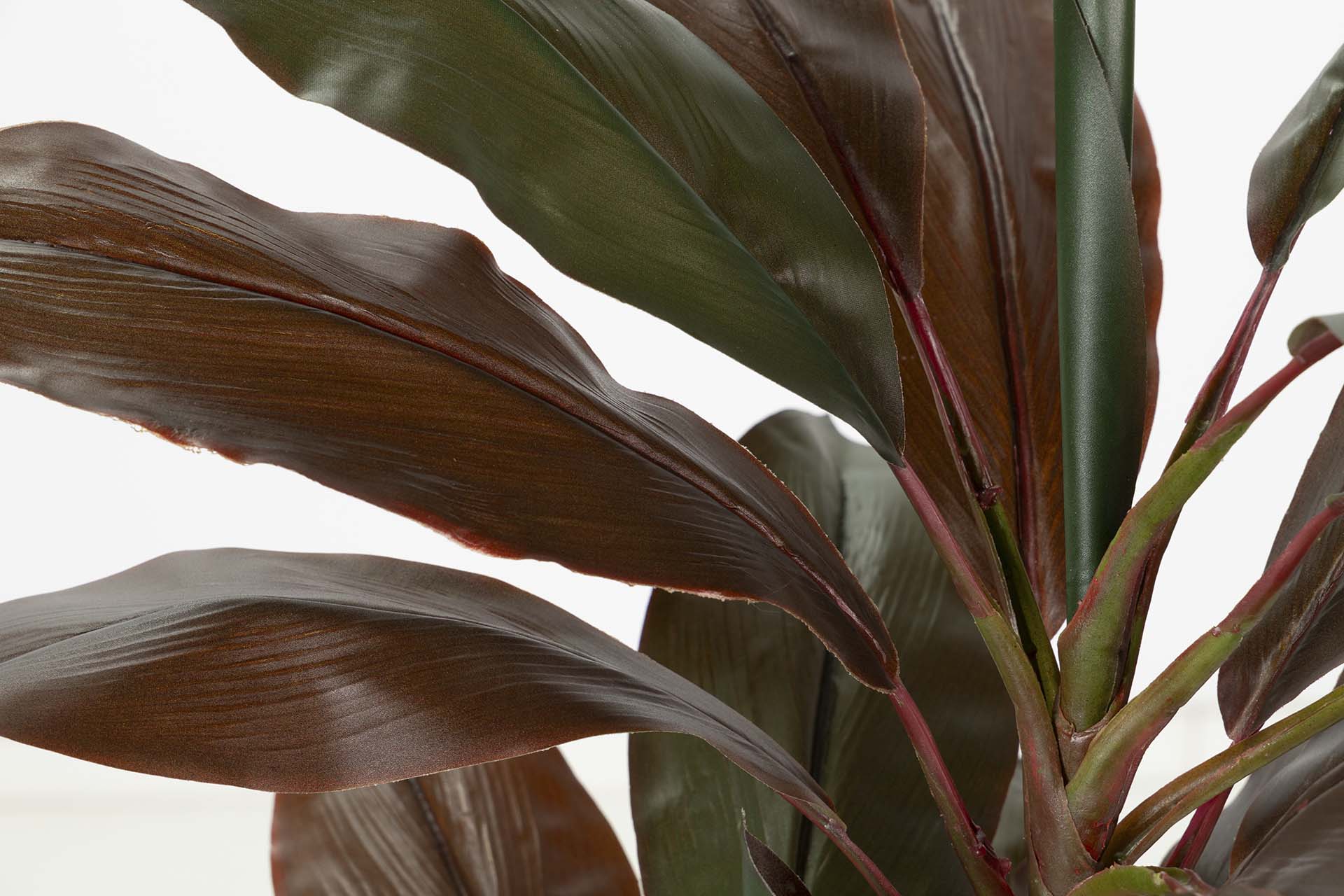 PLANTA CORDYLINE FRUTICOSA 70x60x110 CM