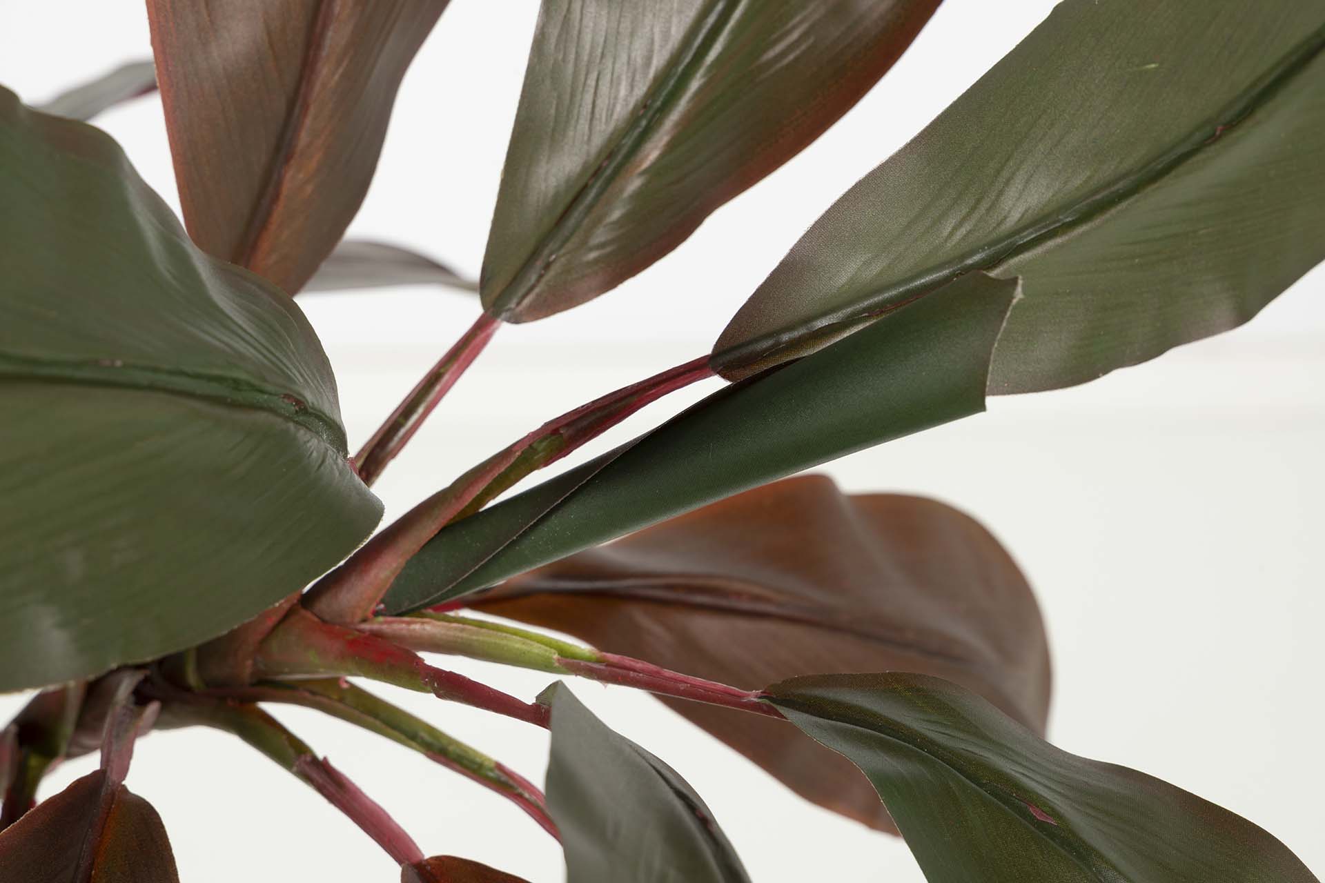 PLANTA CORDYLINE FRUTICOSA 70x60x110 CM