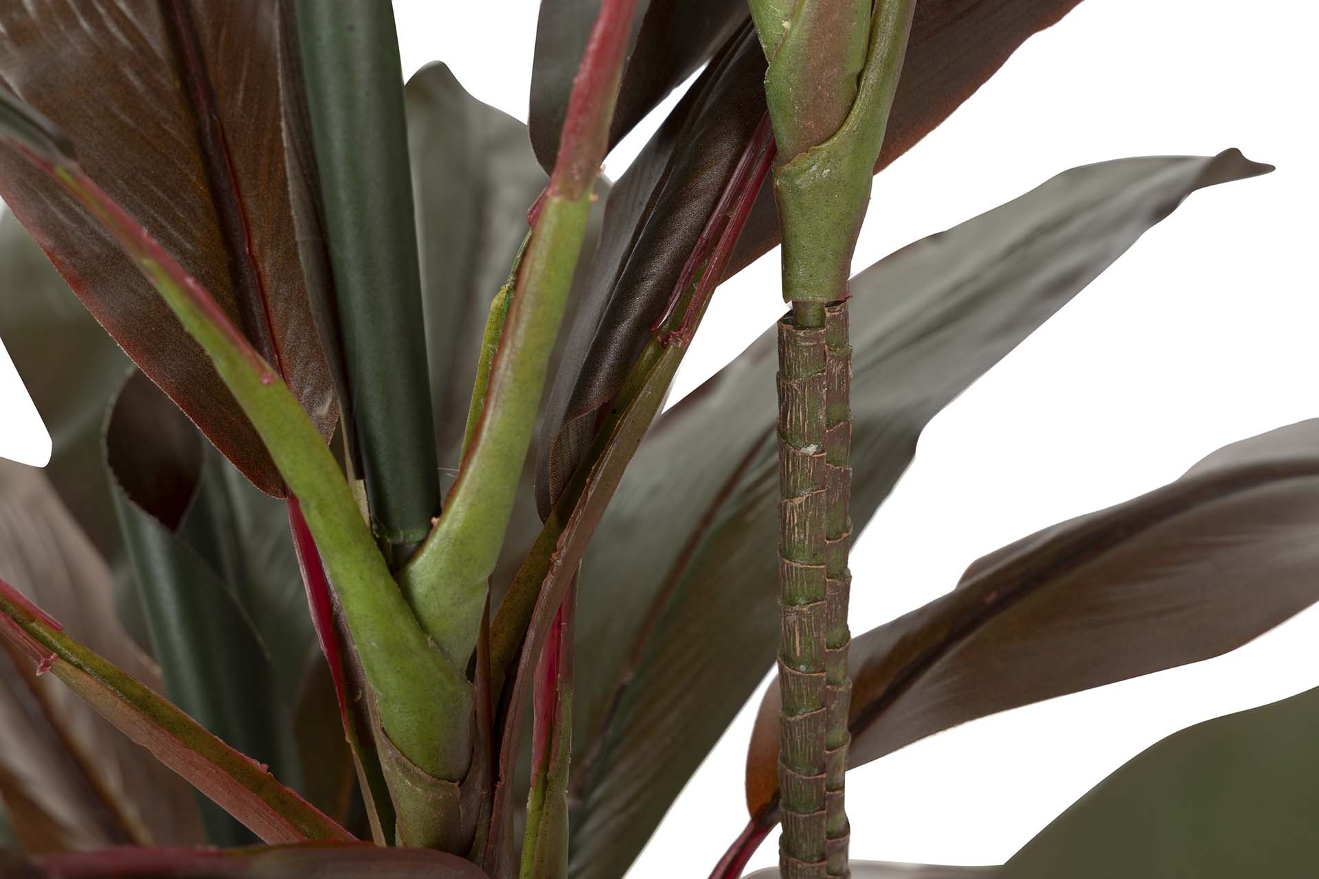 PLANTA CORDYLINE FRUTICOSA 70x60x110 CM