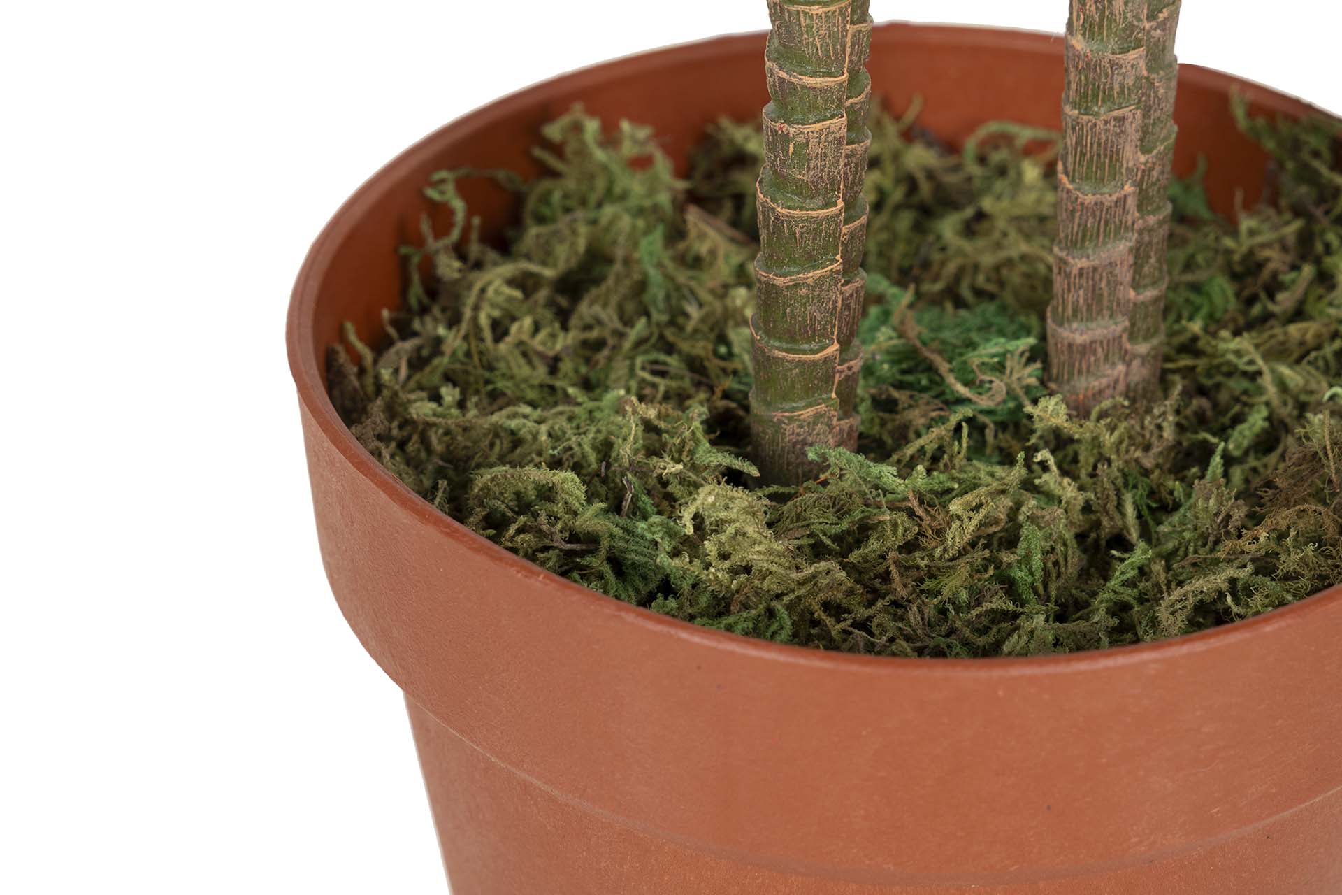 PLANTA CORDYLINE FRUTICOSA 70x60x110 CM