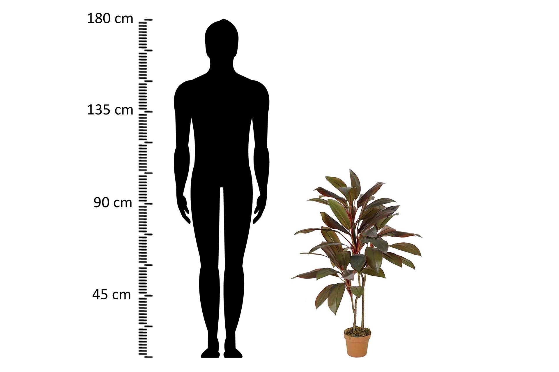 PLANTA CORDYLINE FRUTICOSA 70x60x110 CM