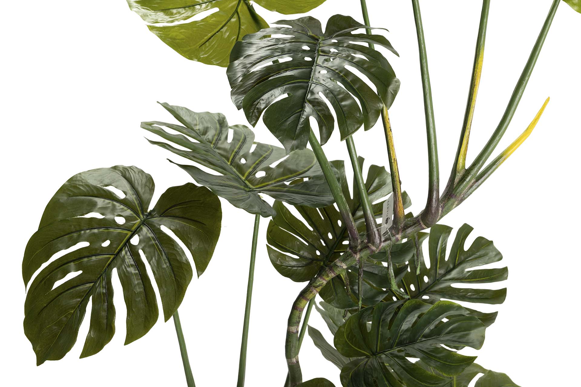 PLANTA MONSTERA 110x70x155 CM