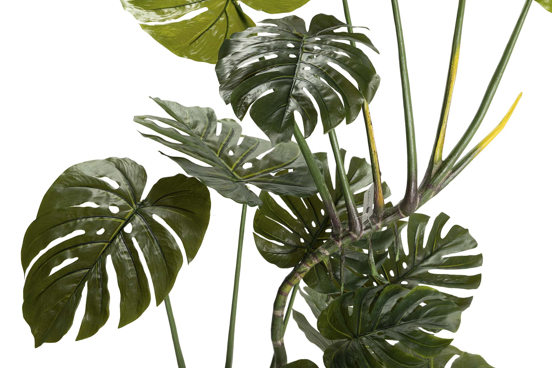 Planta Monstera 110x70x155 cm