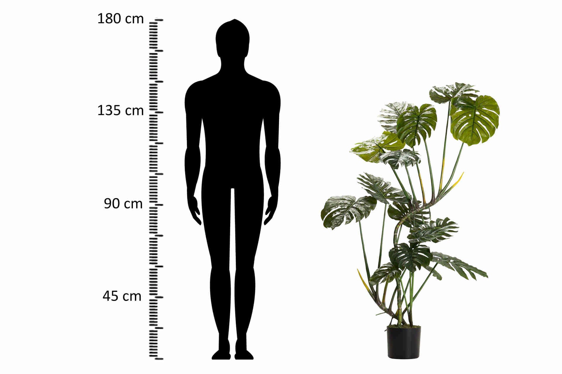 PLANTA MONSTERA 110x70x155 CM