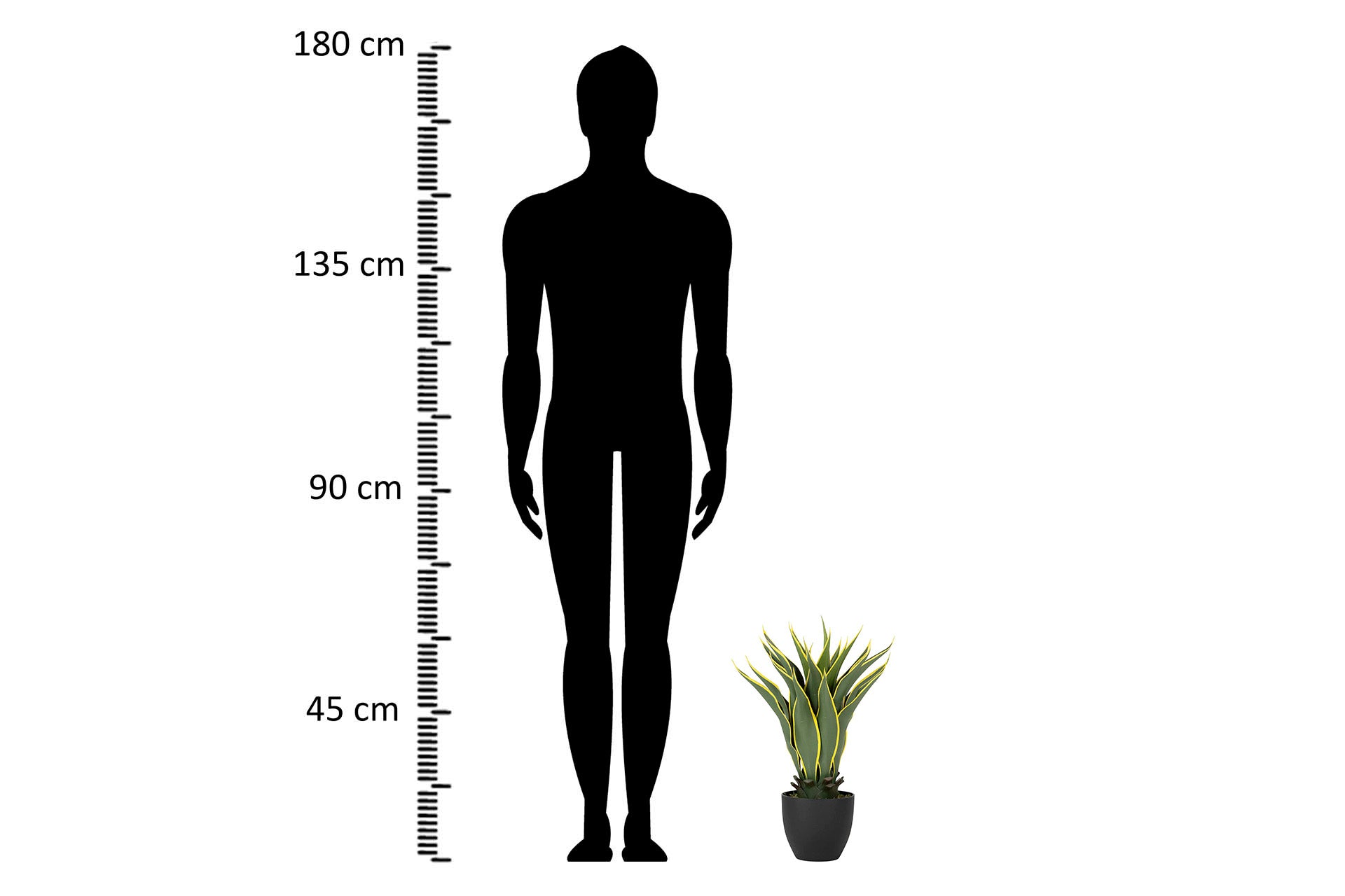 PLANTA AGAVE ATENUATA 50x50x60 CM