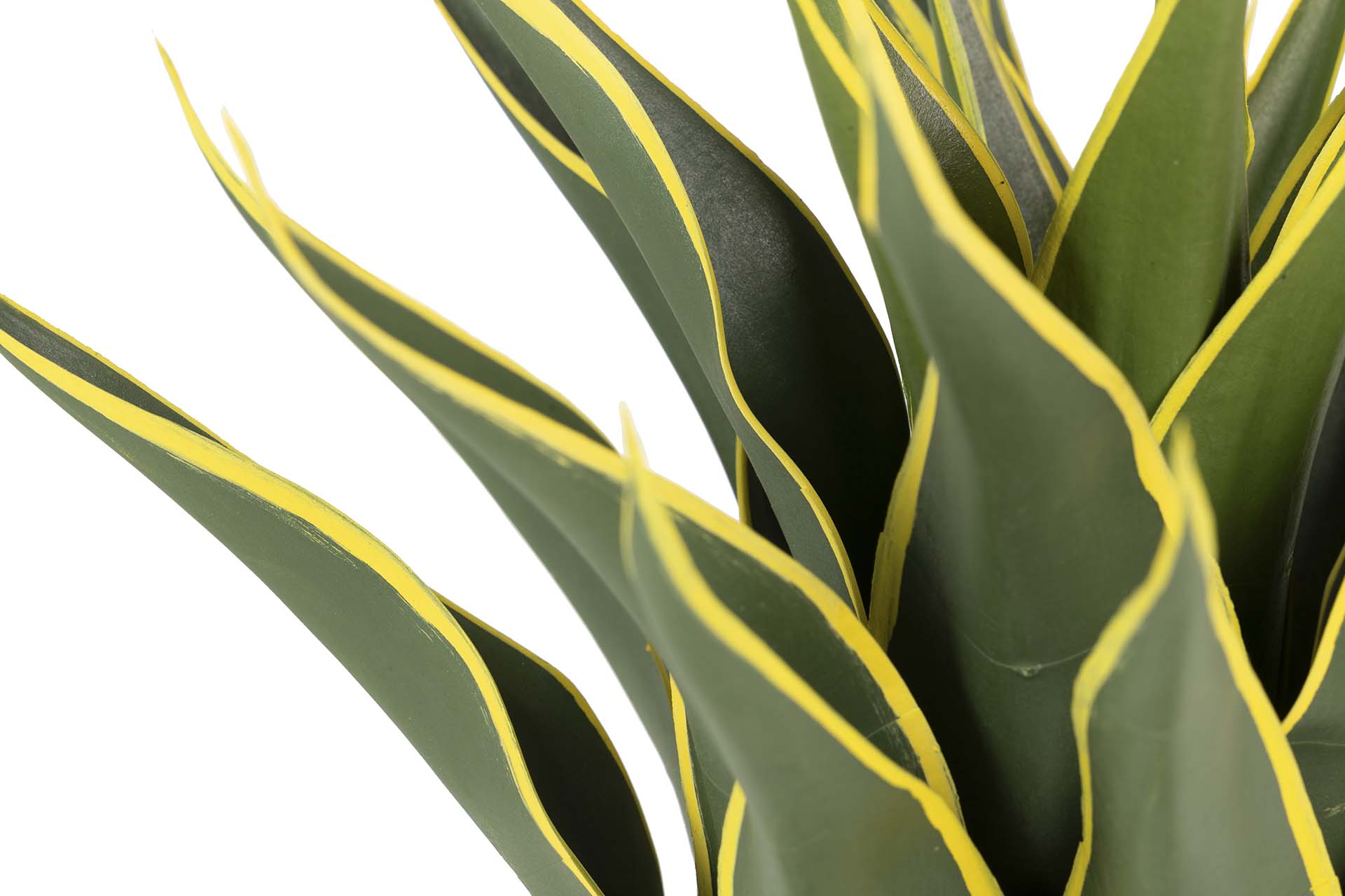 PLANTA AGAVE ATENUATA 50x50x60 CM