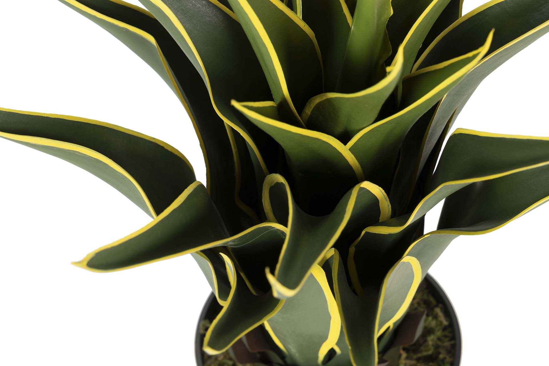 PLANTA AGAVE ATENUATA 50x50x60 CM