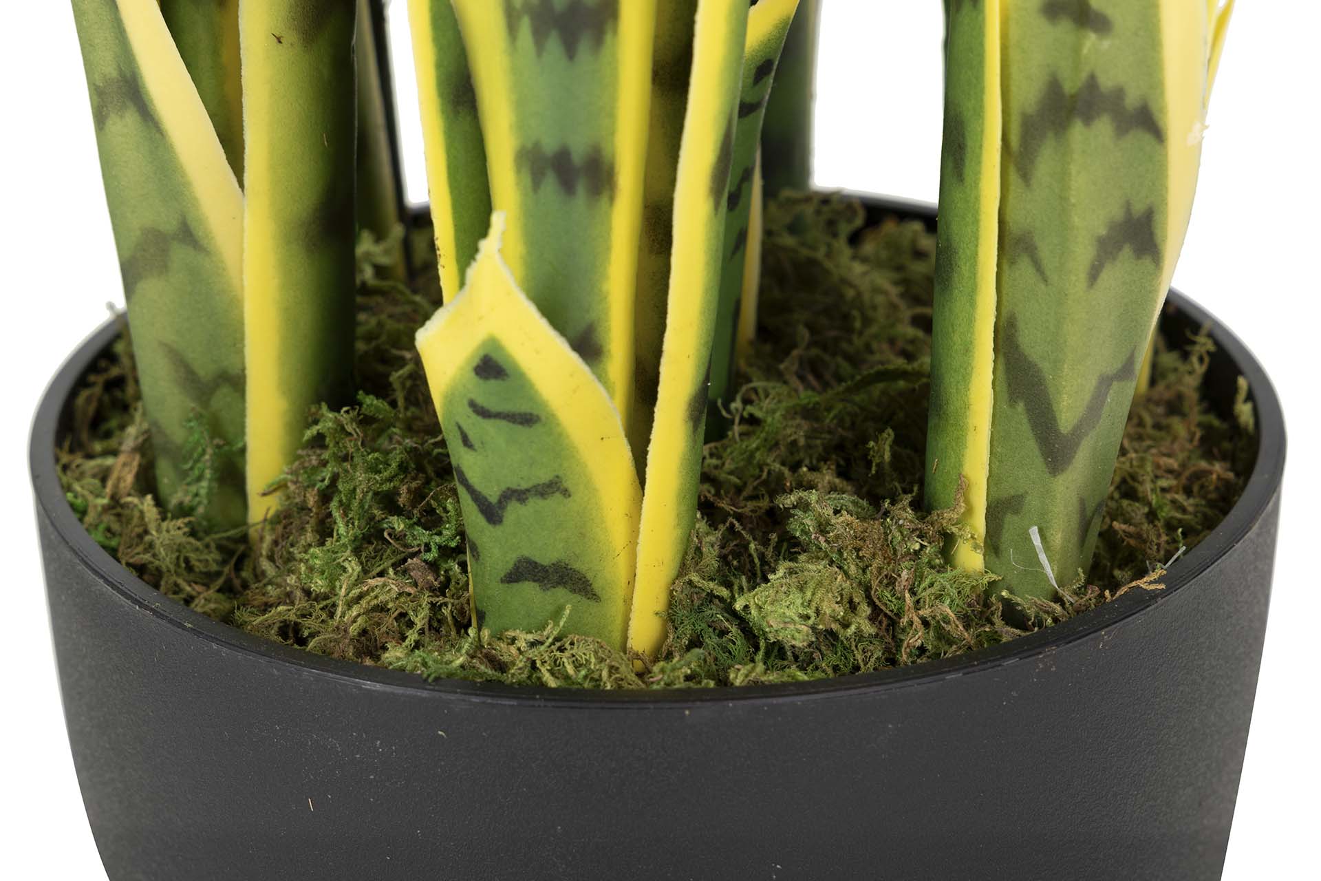 PLANTA SANSEWIERIA TRIFASCIATA 25x25x85 CM