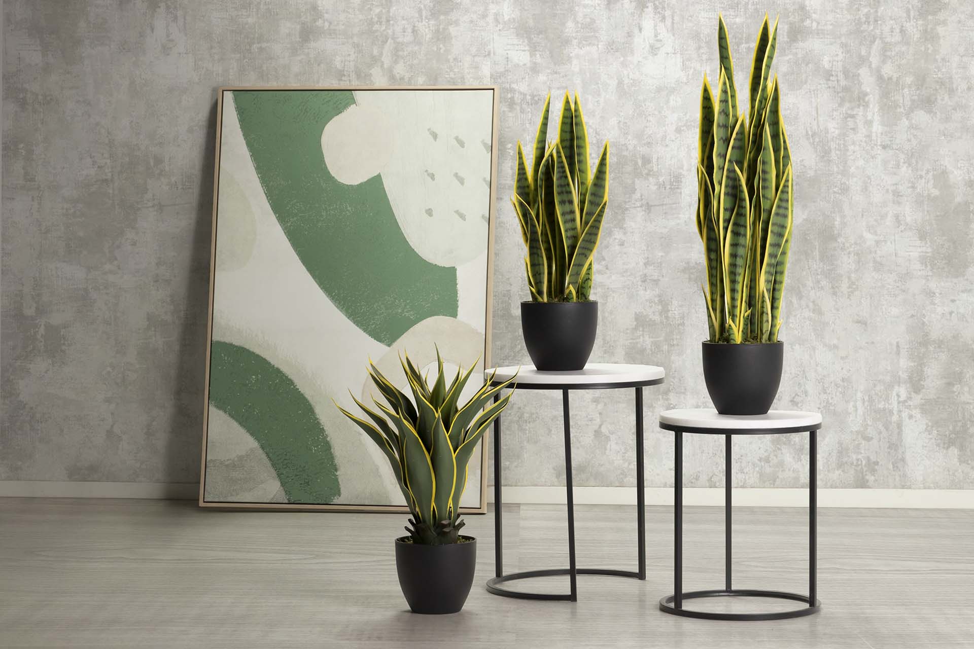 PLANTA SANSEWIERIA TRIFASCIATA 40x18x70 CM