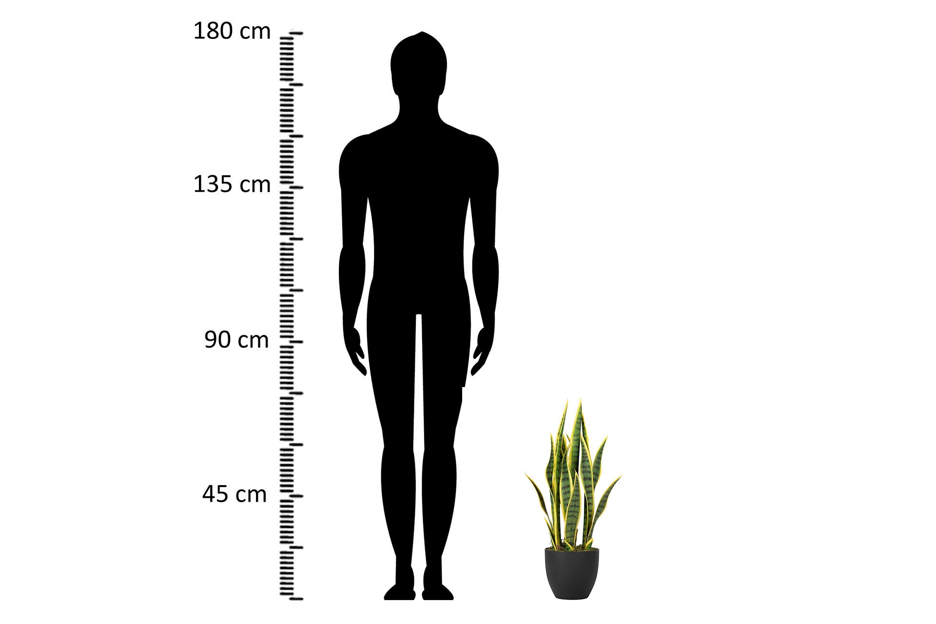PLANTA SANSEWIERIA TRIFASCIATA 40x18x70 CM