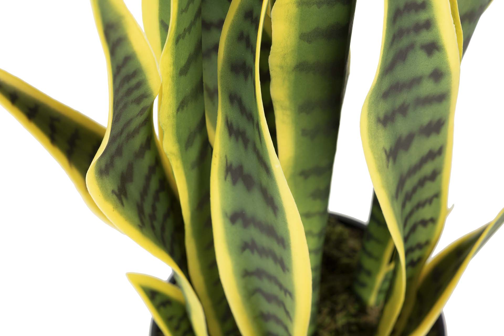 PLANTA SANSEWIERIA TRIFASCIATA 40x18x70 CM