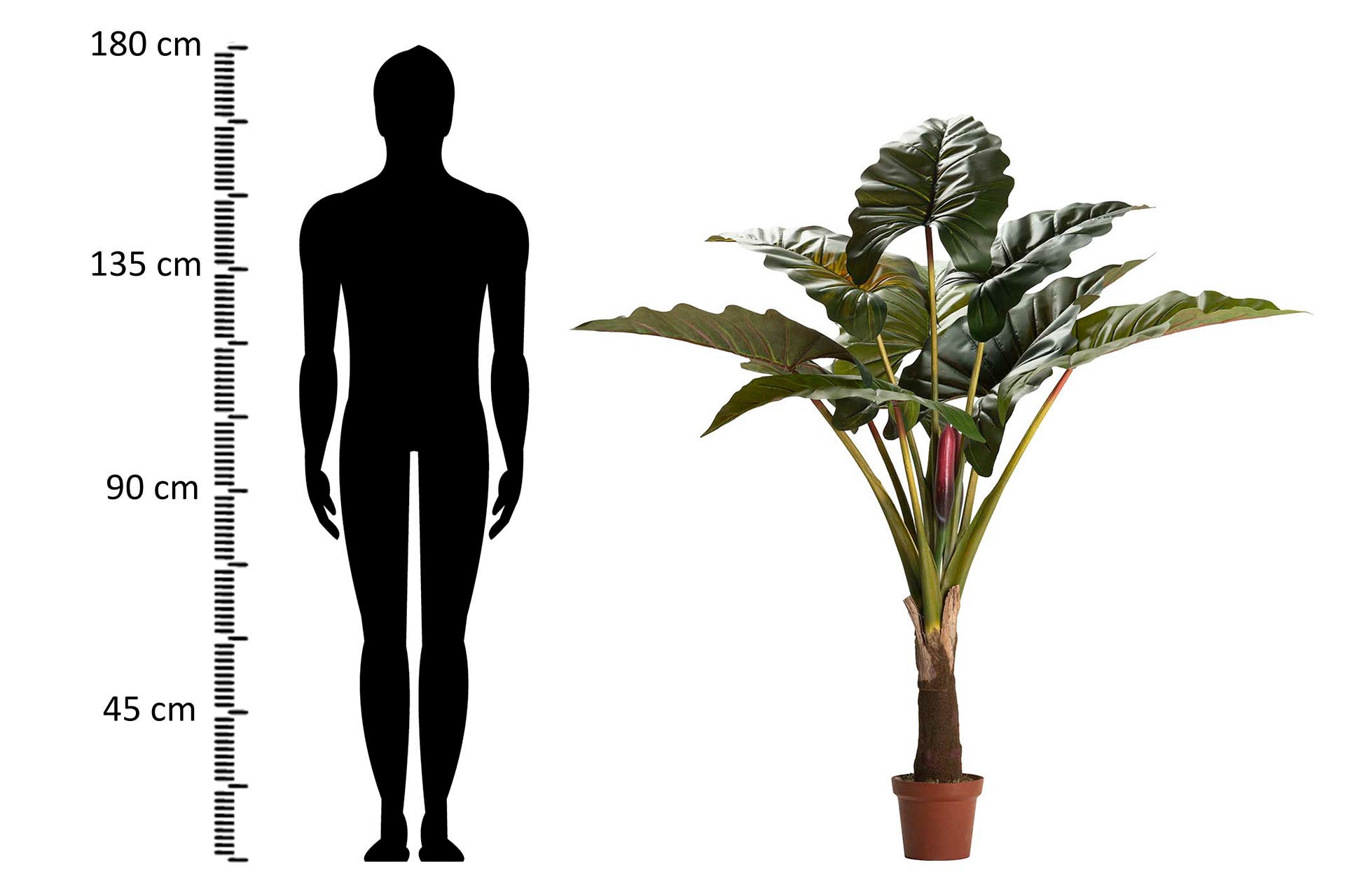 PLANTA COLOCASIA ESCULENTA 130x130x165 CM