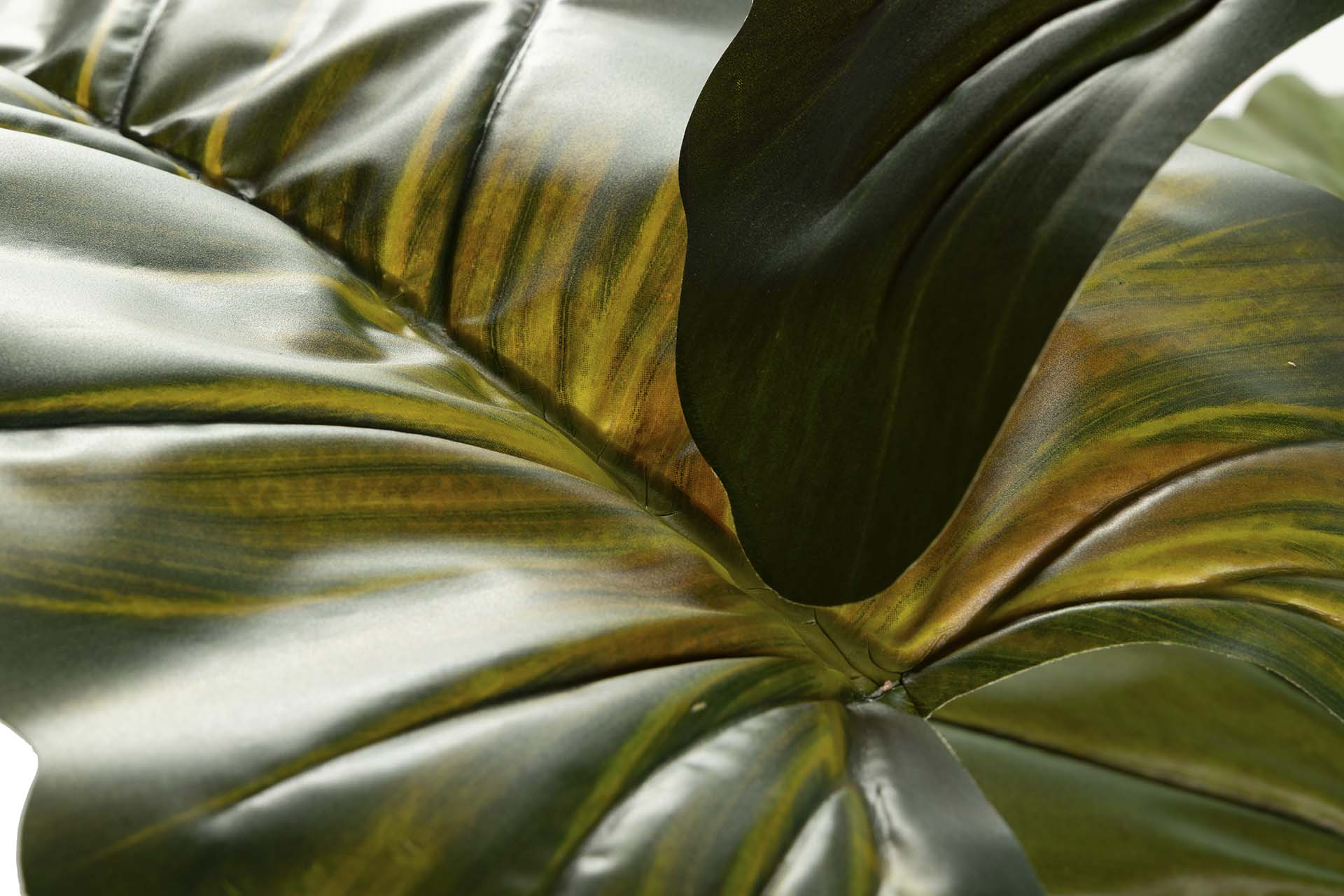 PLANTA COLOCASIA ESCULENTA 130x130x165 CM