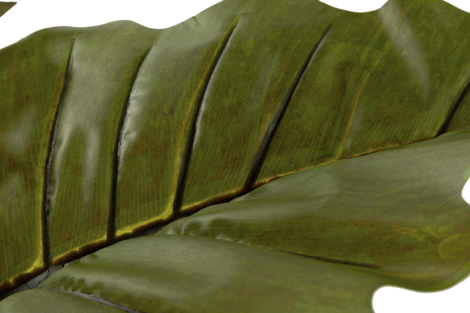 PLANTA COLOCASIA ESCULENTA 130x130x165 CM