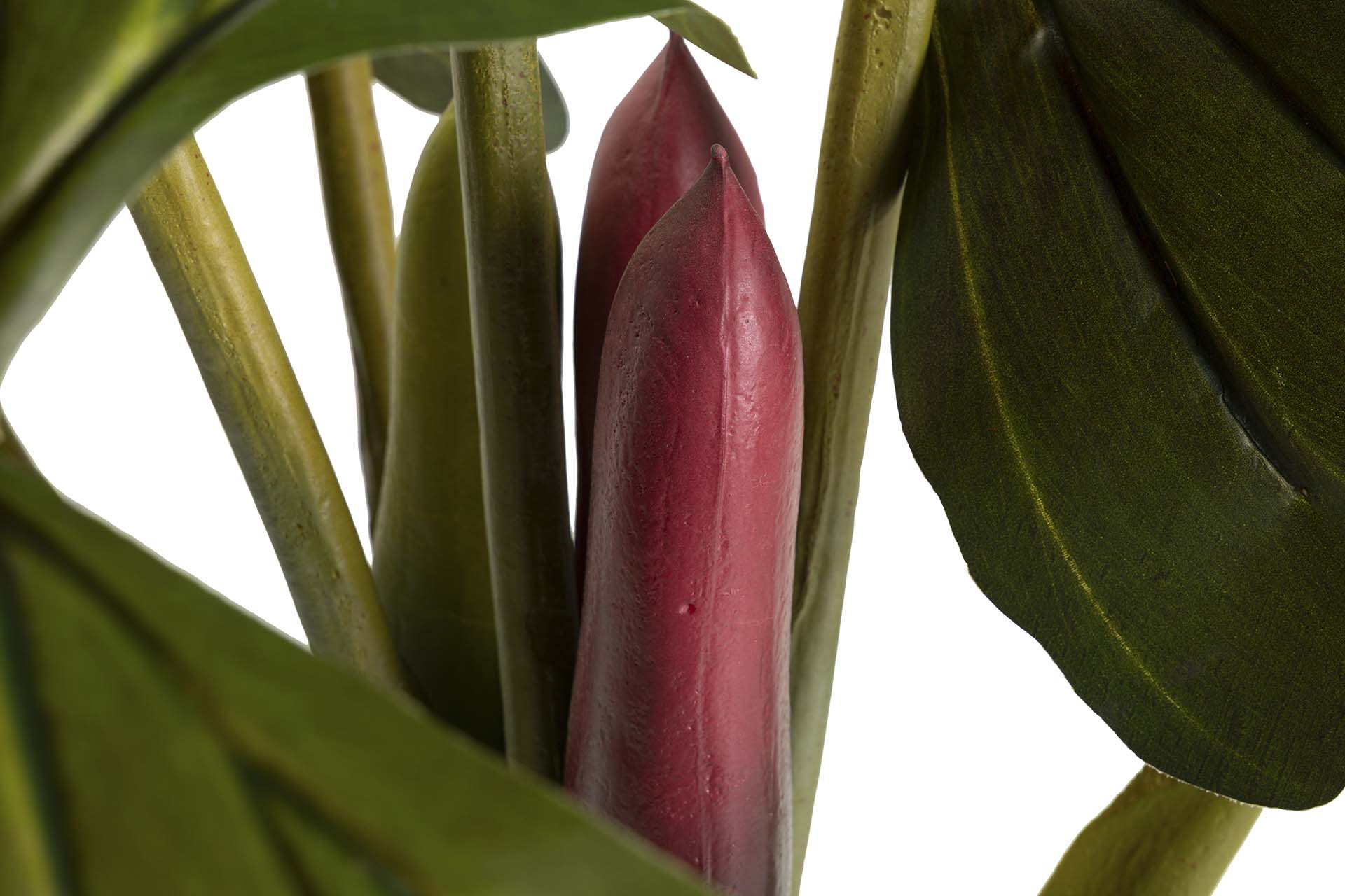 PLANTA COLOCASIA ESCULENTA 130x130x165 CM