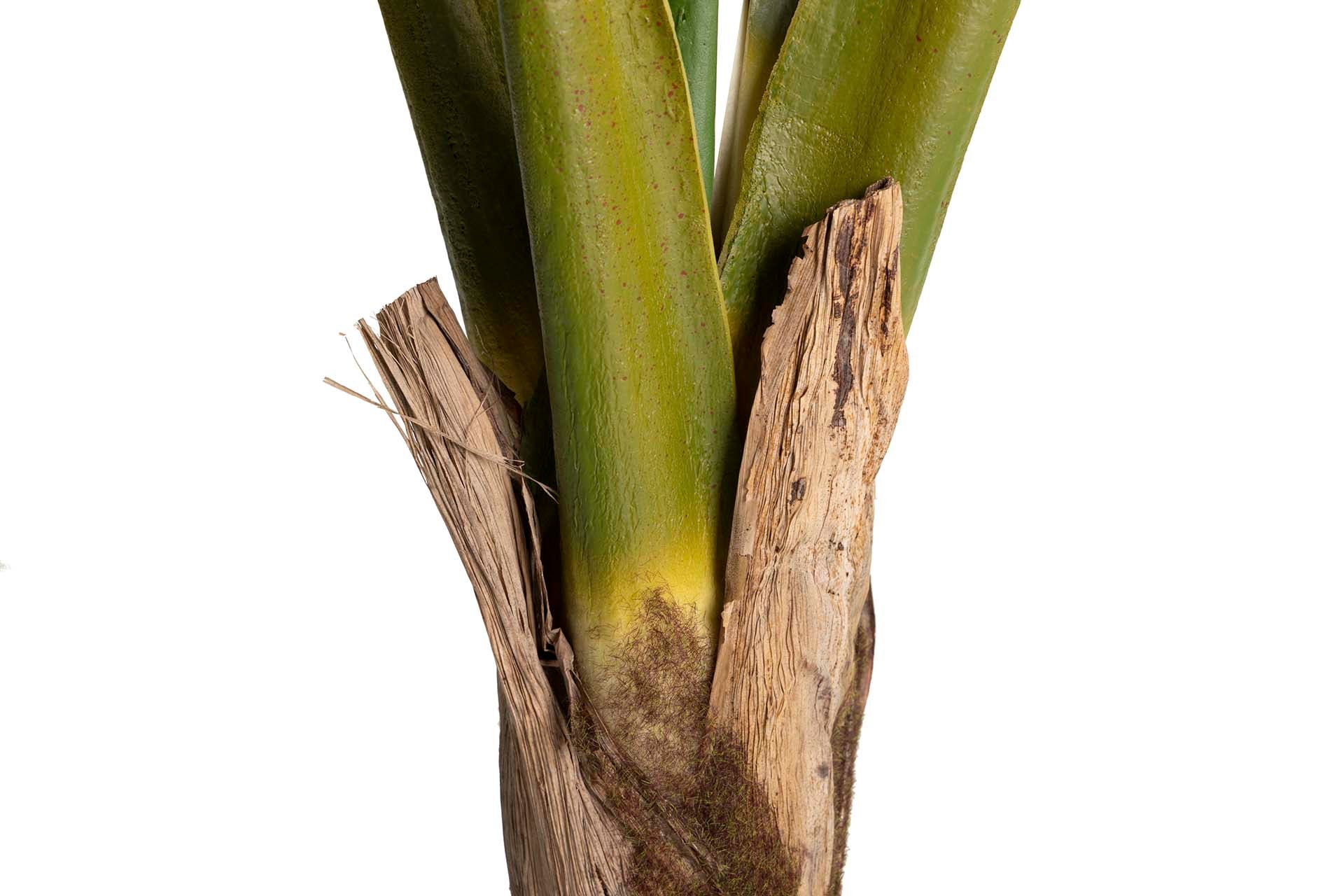 PLANTA COLOCASIA ESCULENTA 130x130x165 CM