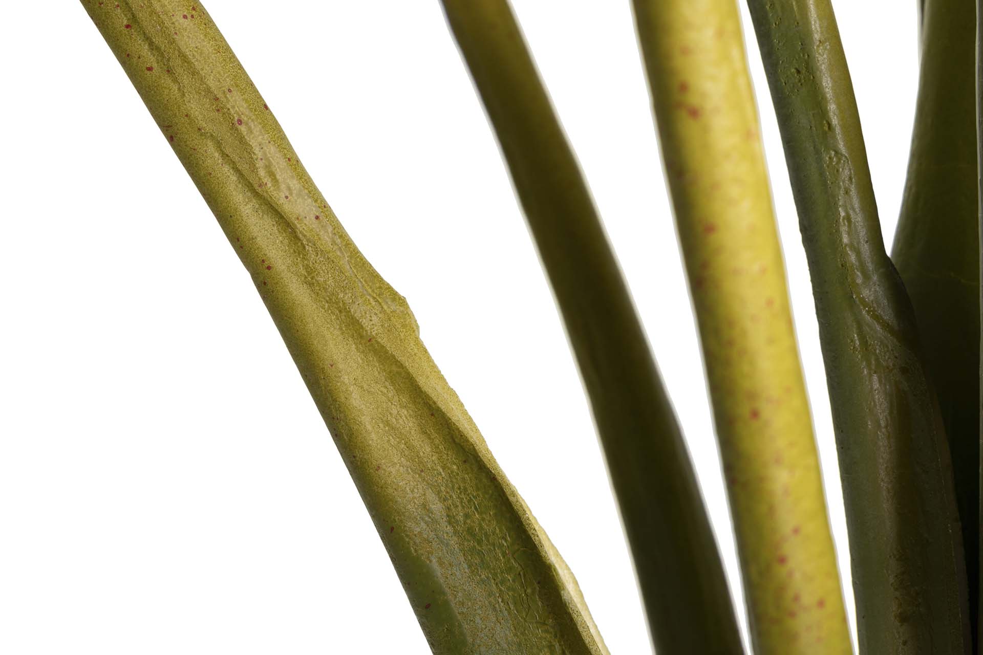 PLANTA COLOCASIA ESCULENTA 130x130x165 CM