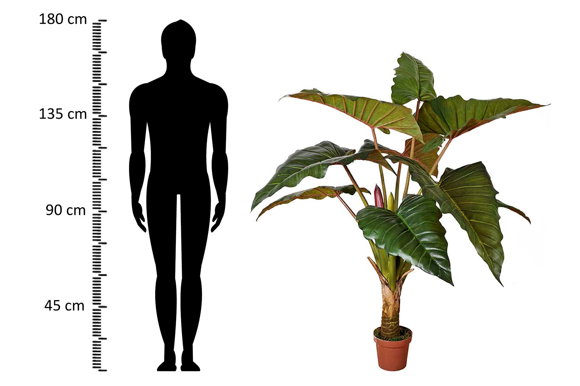 PLANTA COLOCASIA ESCULENTA 130x130x165 CM