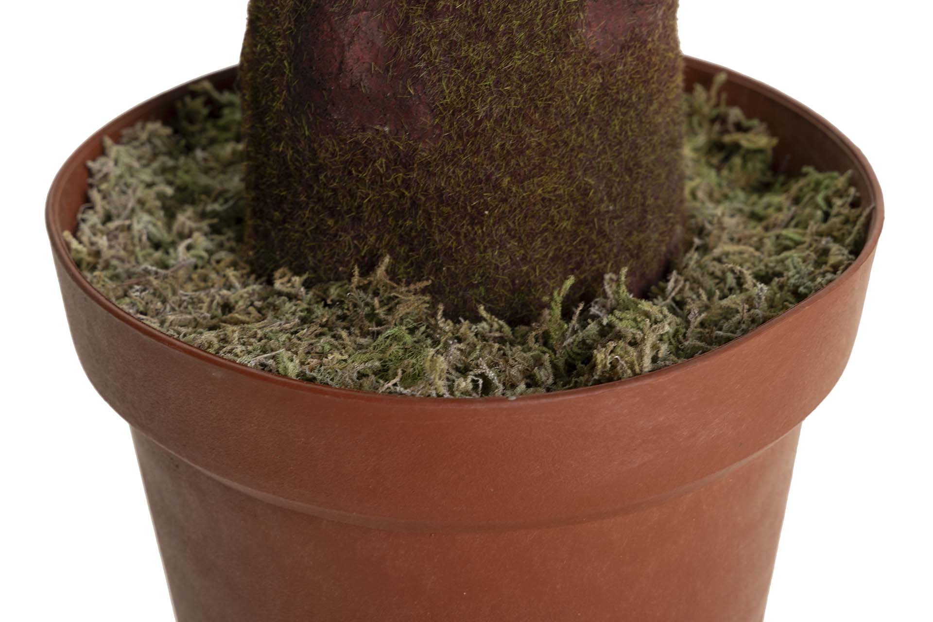 PLANTA COLOCASIA ESCULENTA 130x130x165 CM