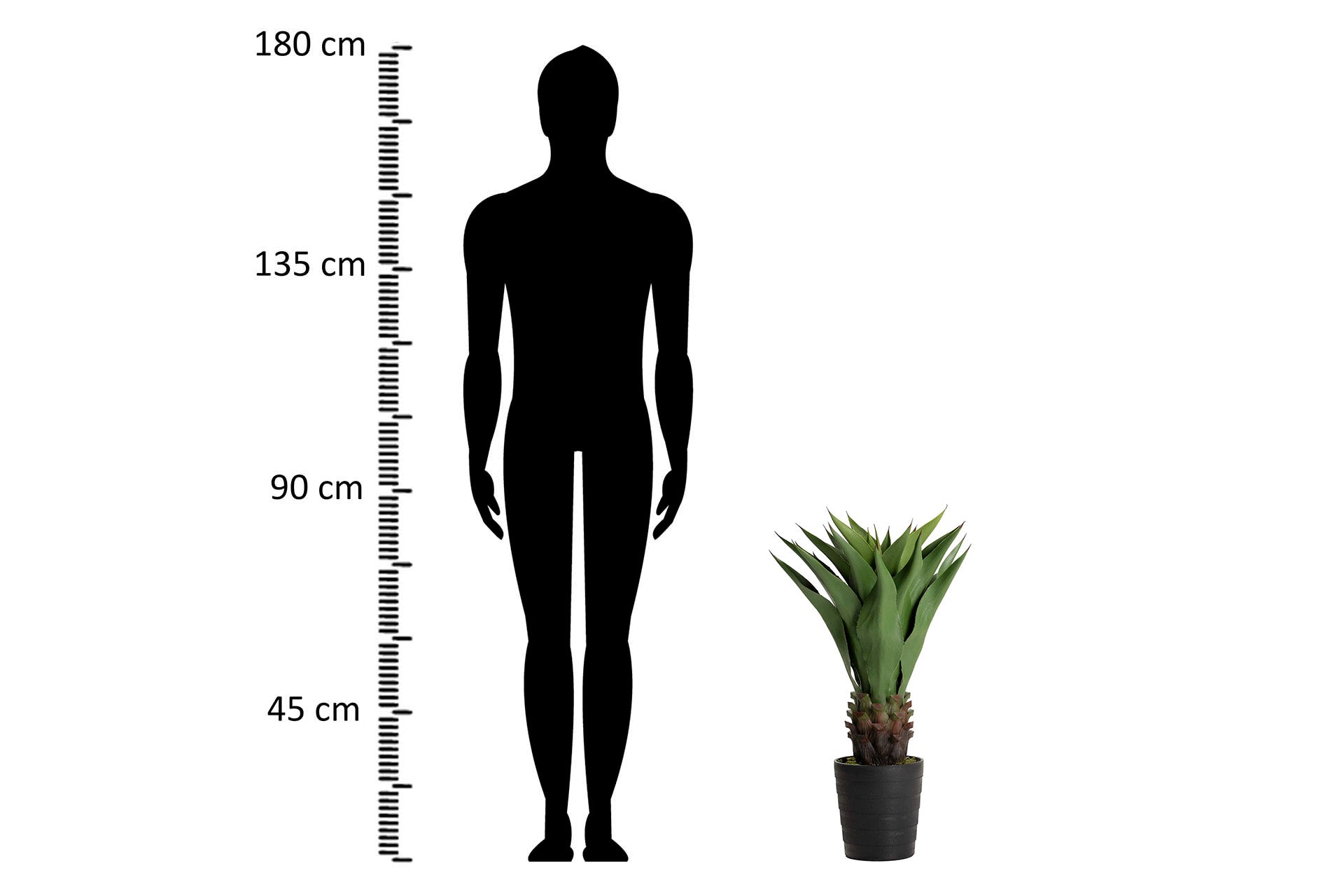 PLANTA AGAVE ATTENUATA 75x75x82 CM