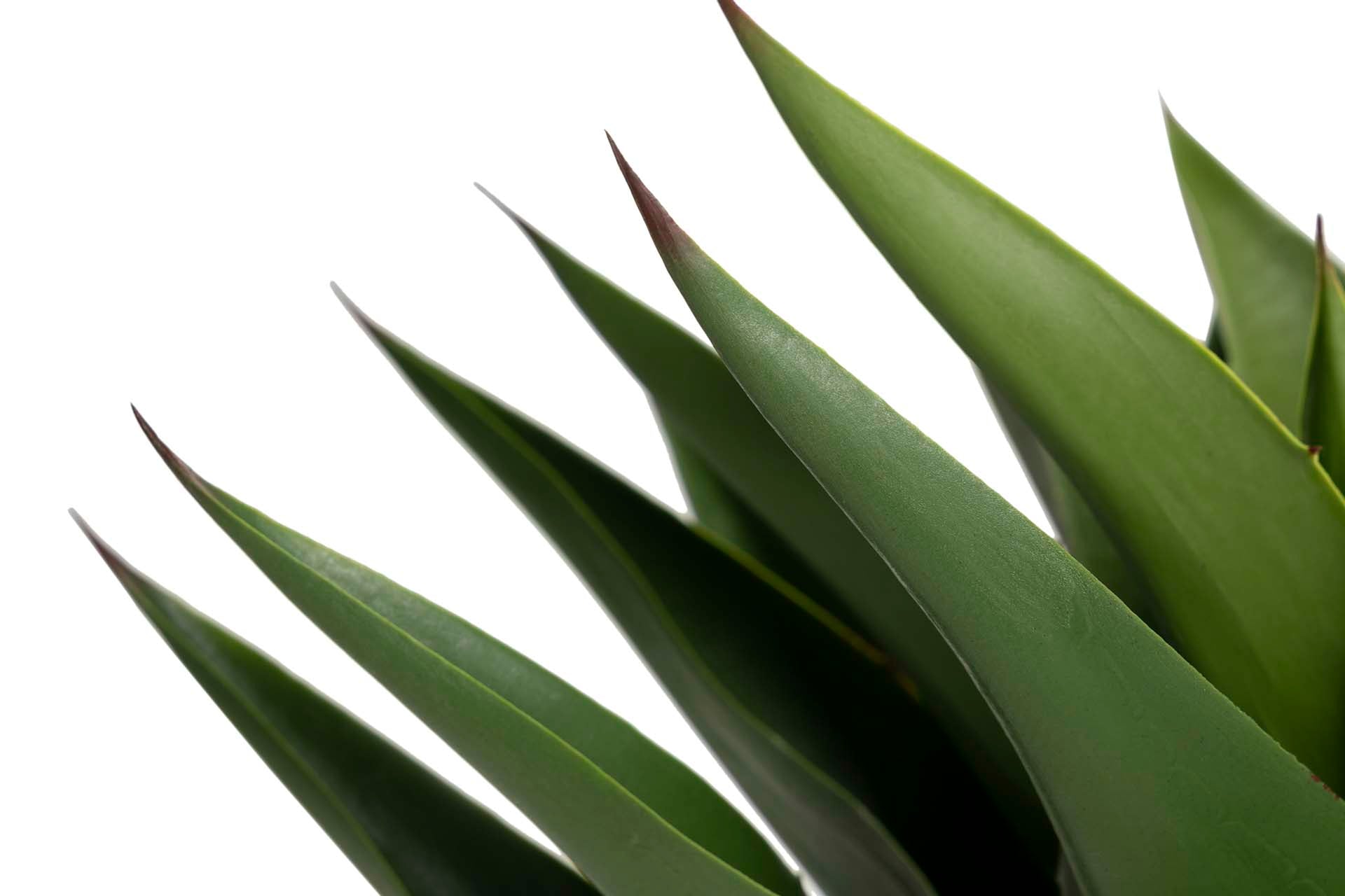 PLANTA AGAVE ATTENUATA 75x75x82 CM