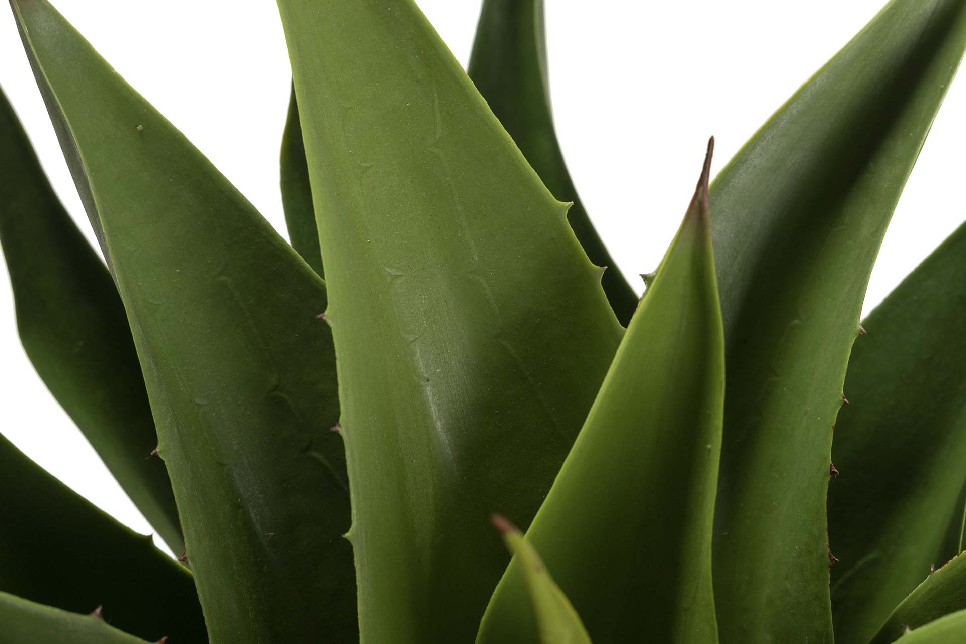 PLANTA AGAVE ATTENUATA 75x75x82 CM