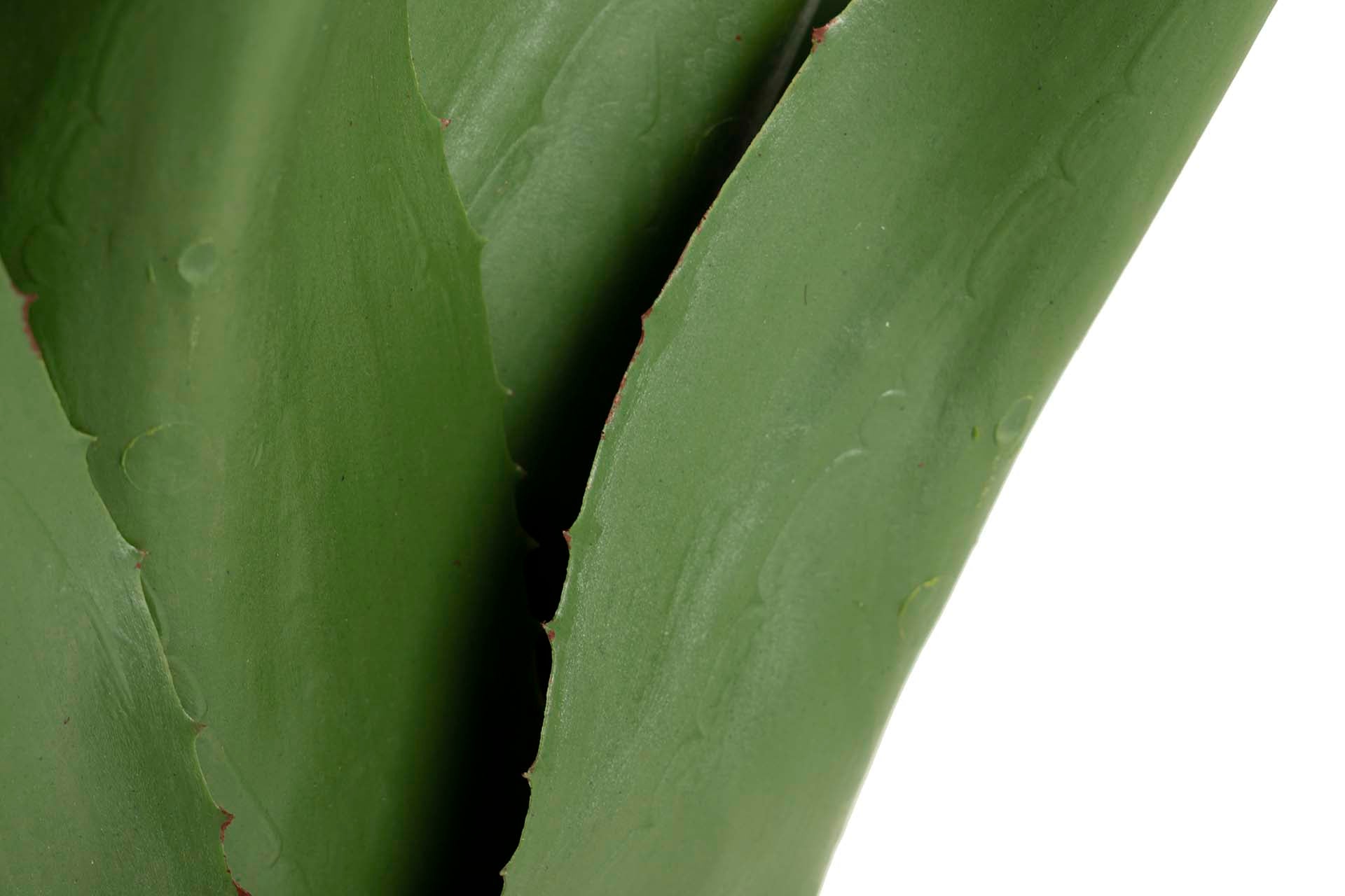 PLANTA AGAVE ATTENUATA 75x75x82 CM