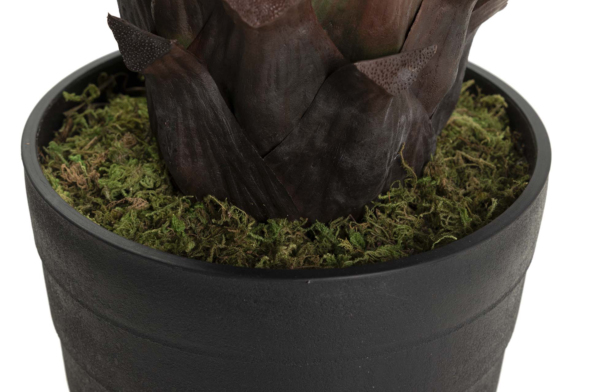 PLANTA AGAVE ATTENUATA 75x75x82 CM