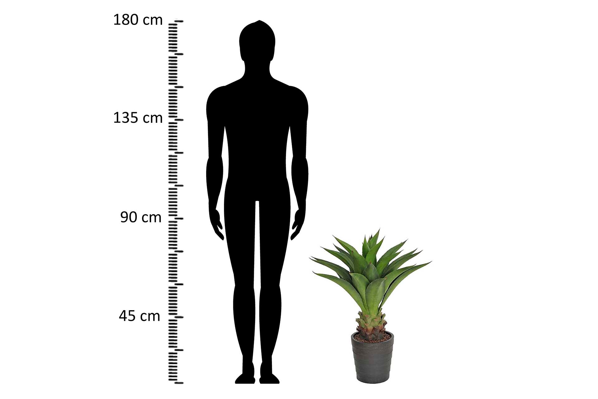 PLANTA AGAVE ATTENUATA 75x75x82 CM