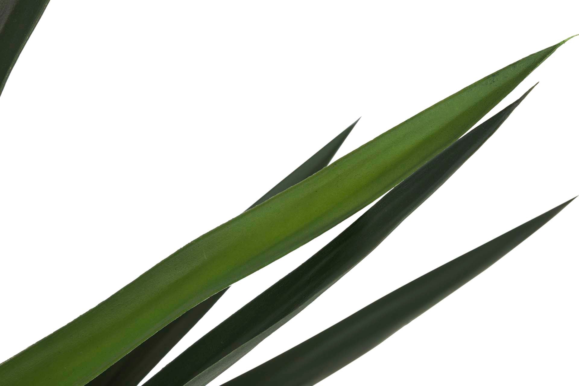 PLANTA DE YUCCA COM VASO 70x70x70 CM