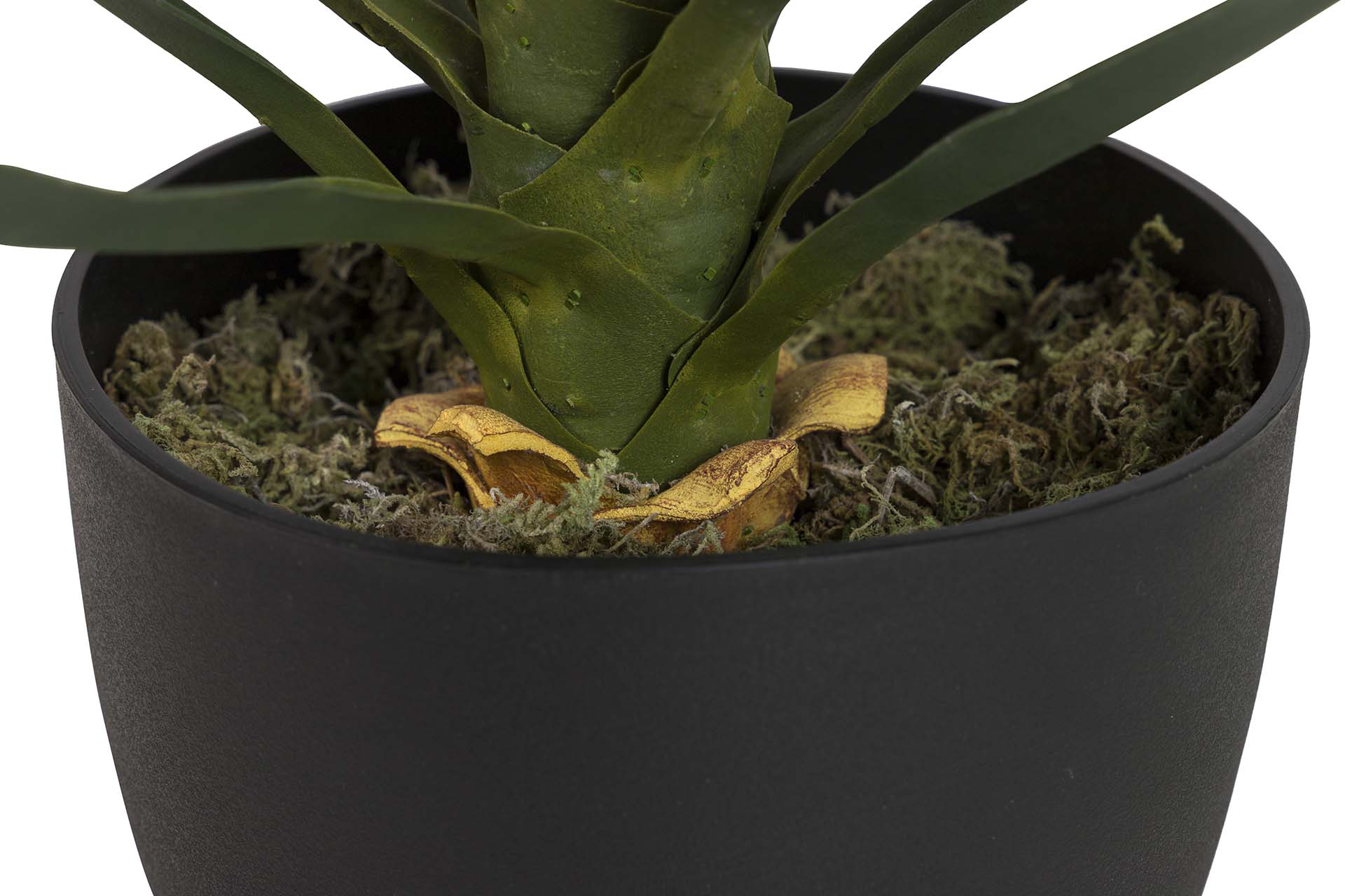 PLANTA DE YUCCA COM VASO 70x70x70 CM