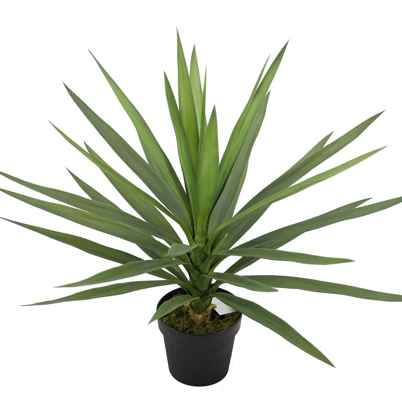 PLANTA YUCCA CON MACETA 70x70x70 CM