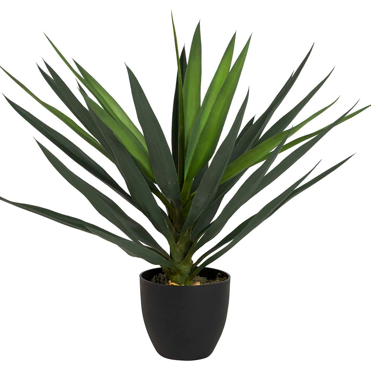 PLANTA YUCCA CON MACETA 70x70x70 CM