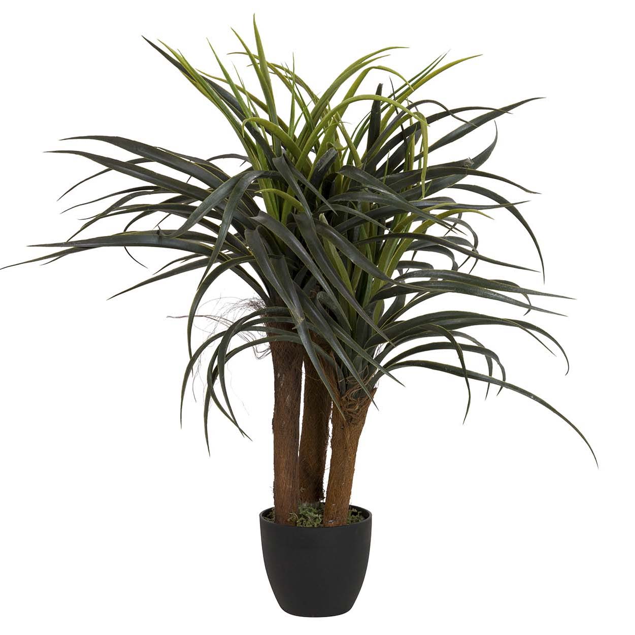 PLANTA YUCCA CON MACETA 58x58x58 CM