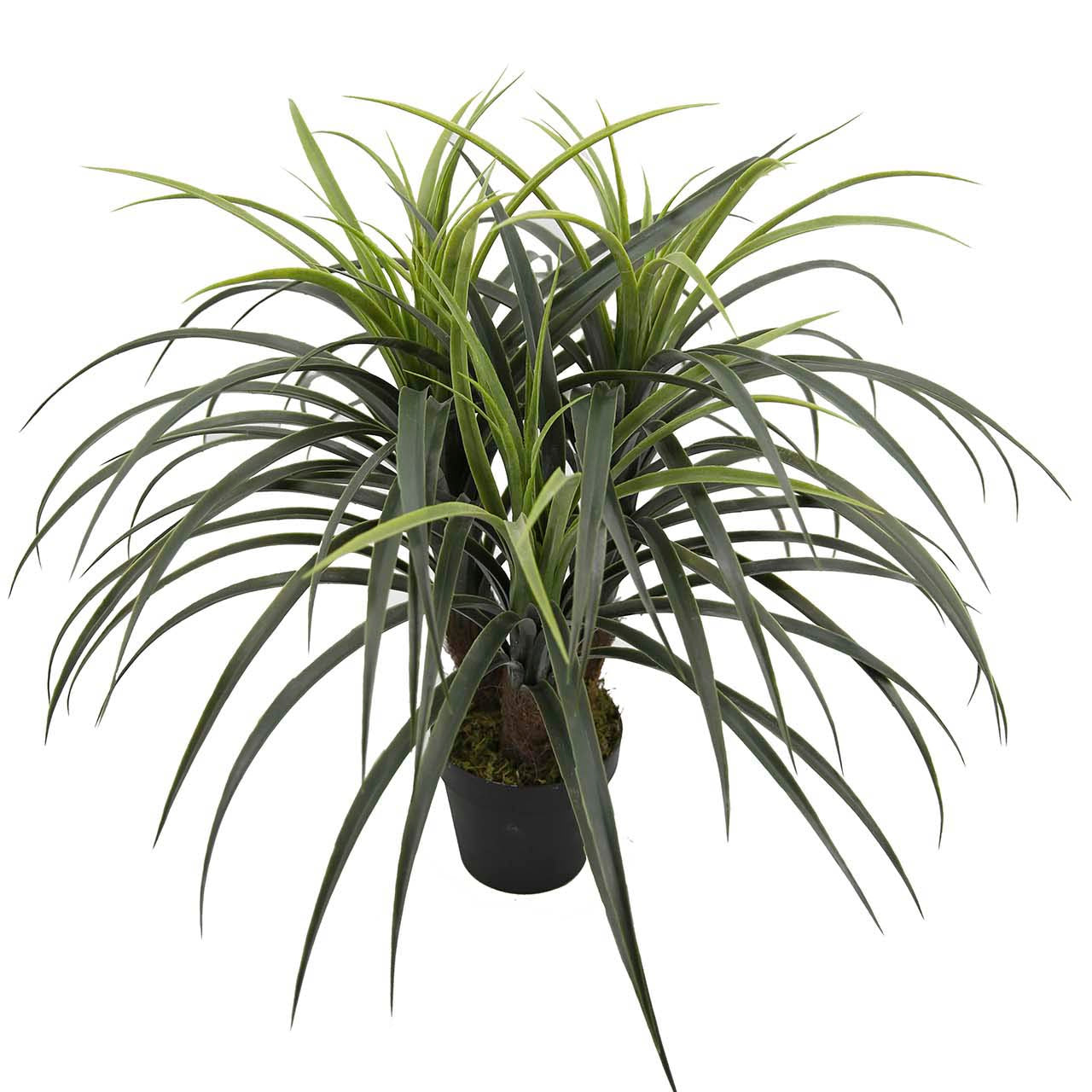 PLANTA YUCCA CON MACETA 58x58x58 CM