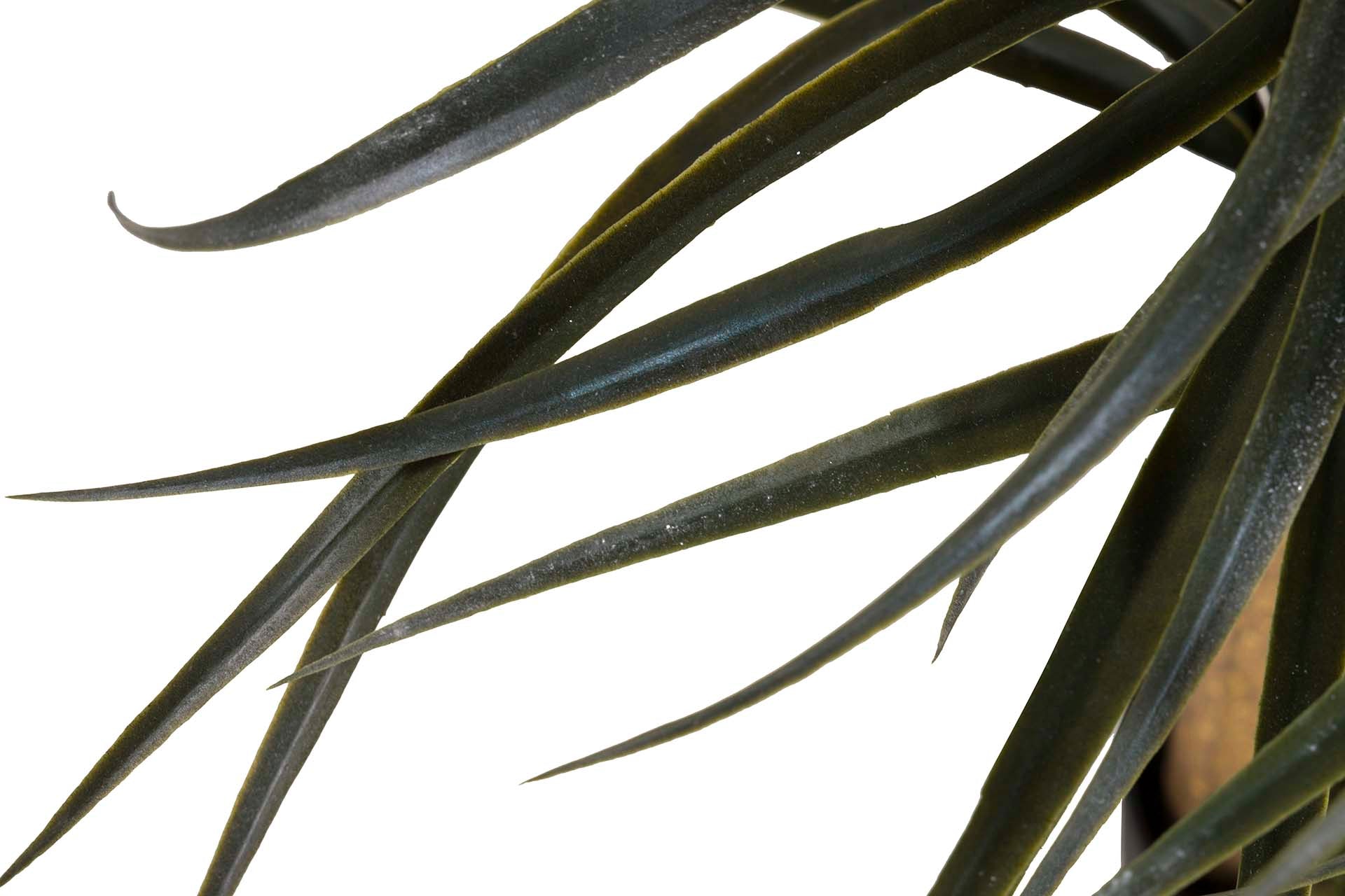 PLANTA NOLINA RECURVATA COM VASO 60x60x75 CM