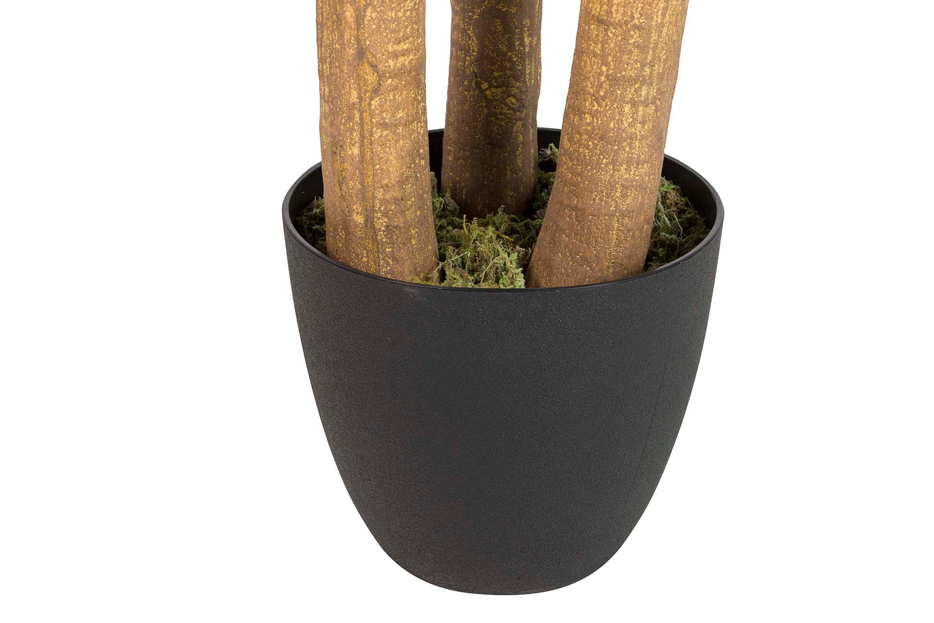 PLANTA NOLINA RECURVATA COM VASO 60x60x75 CM
