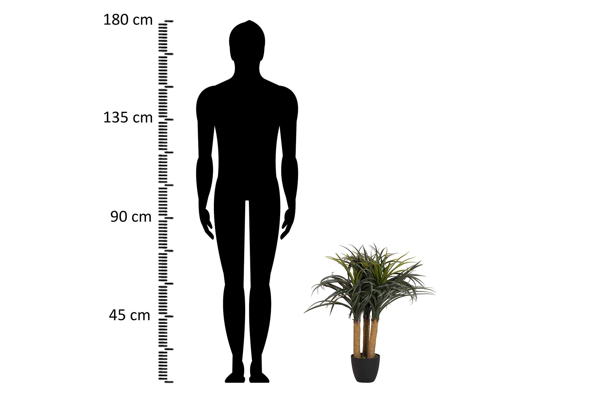 PLANTA NOLINA RECURVATA COM VASO 60x60x75 CM