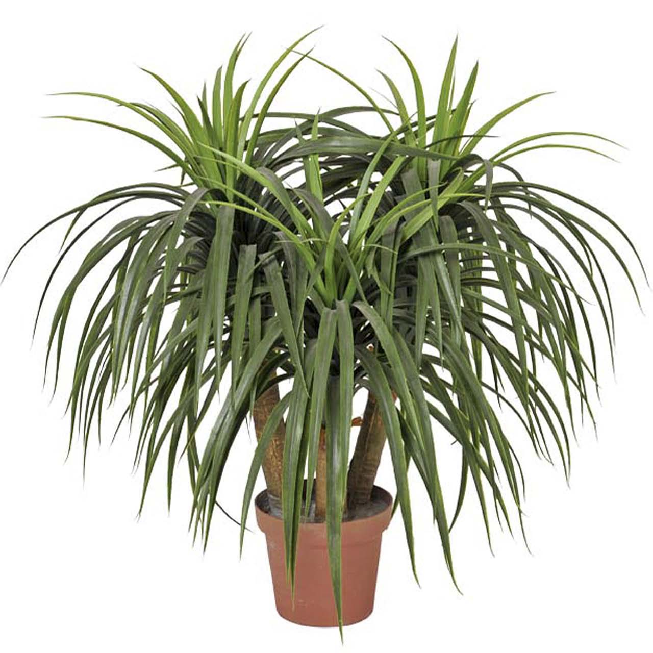 PLANTA NOLINA RECURVATA CON MACETA 60x60x75 CM